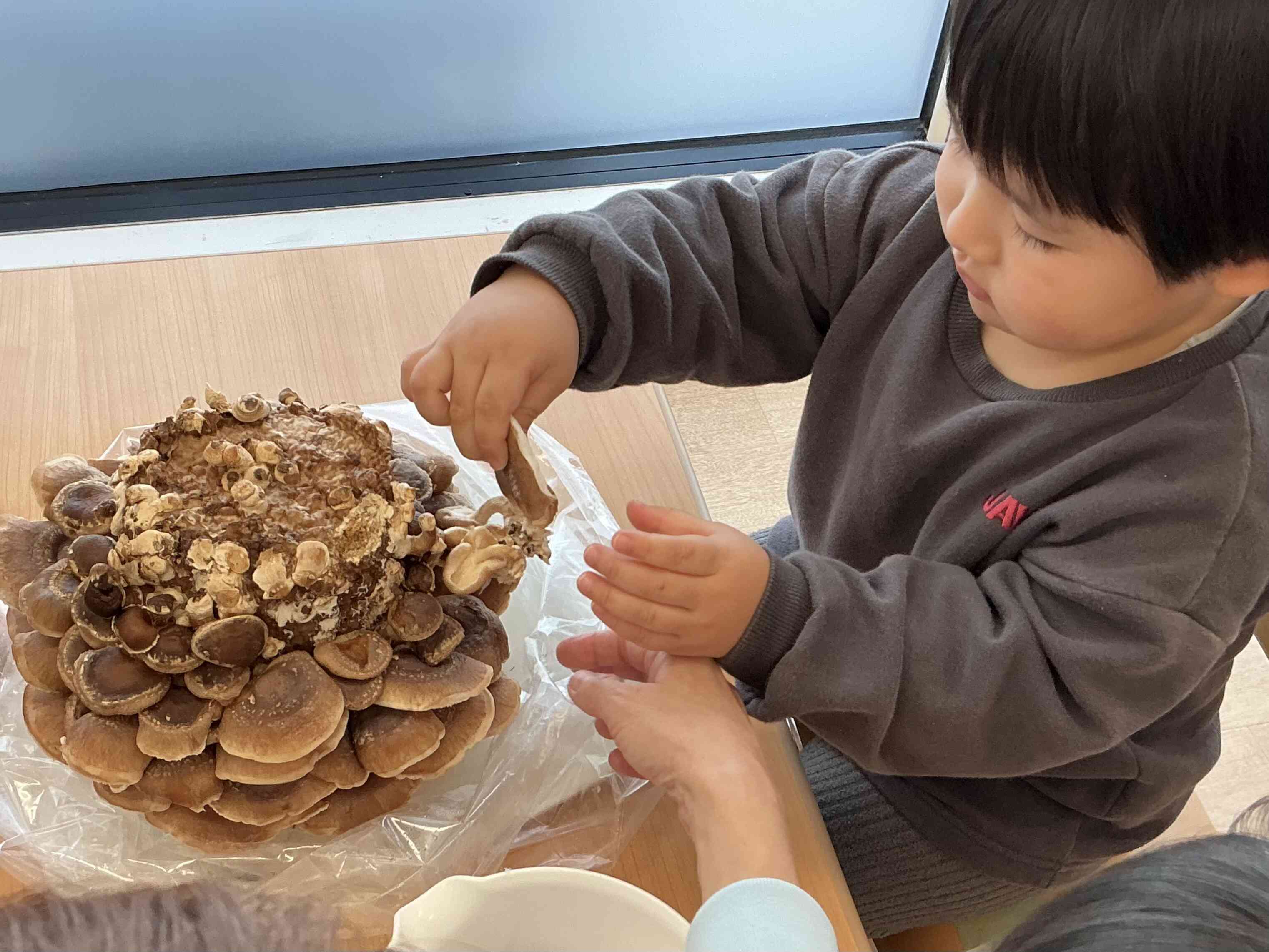 椎茸の収穫！