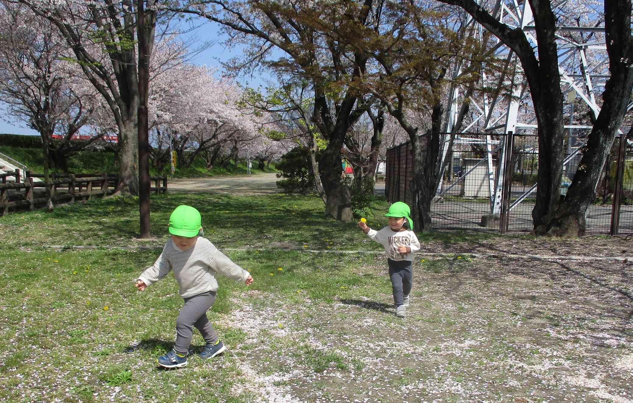 桜がきれいだよ～！