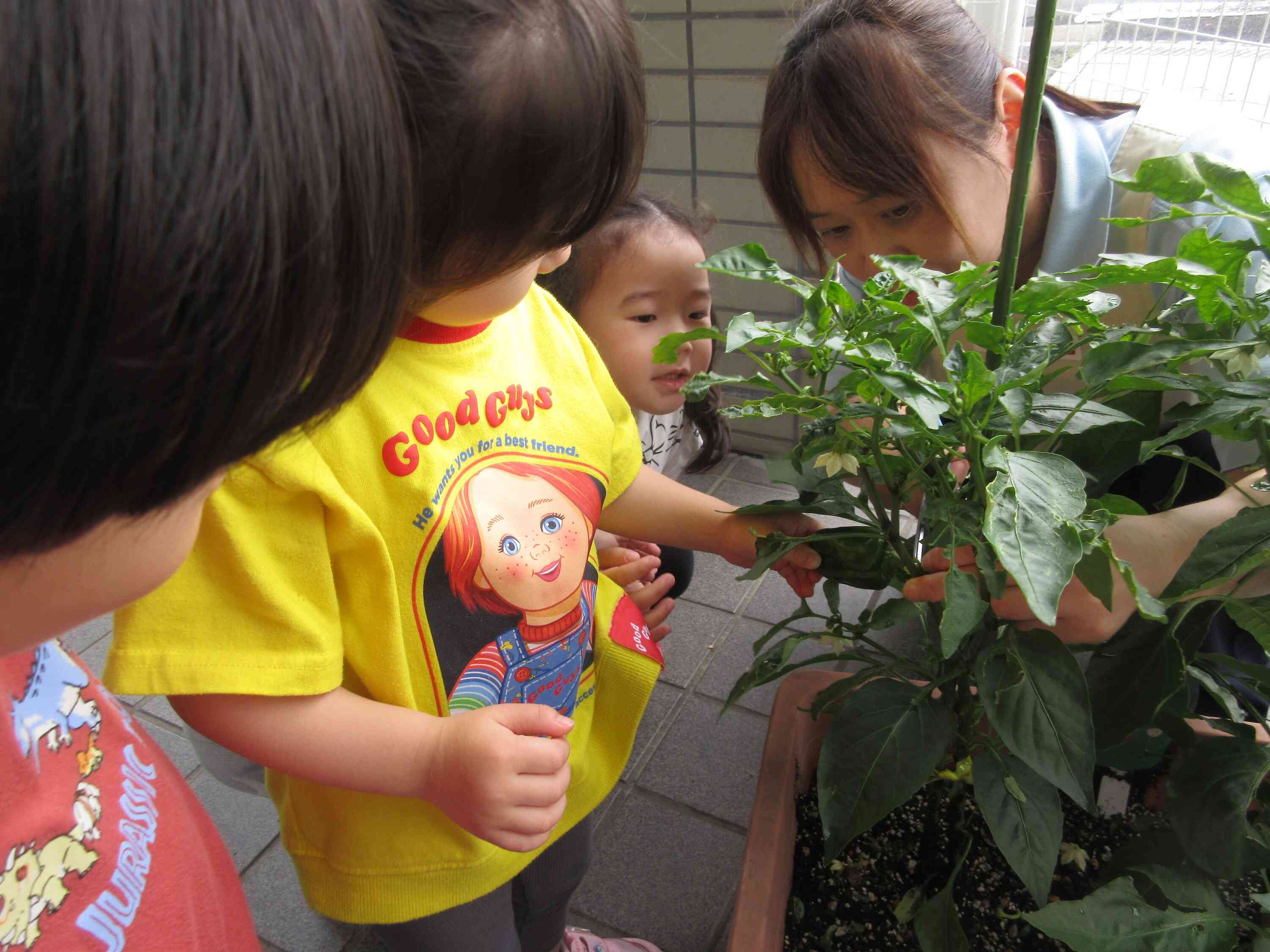 お野菜ができたよ
