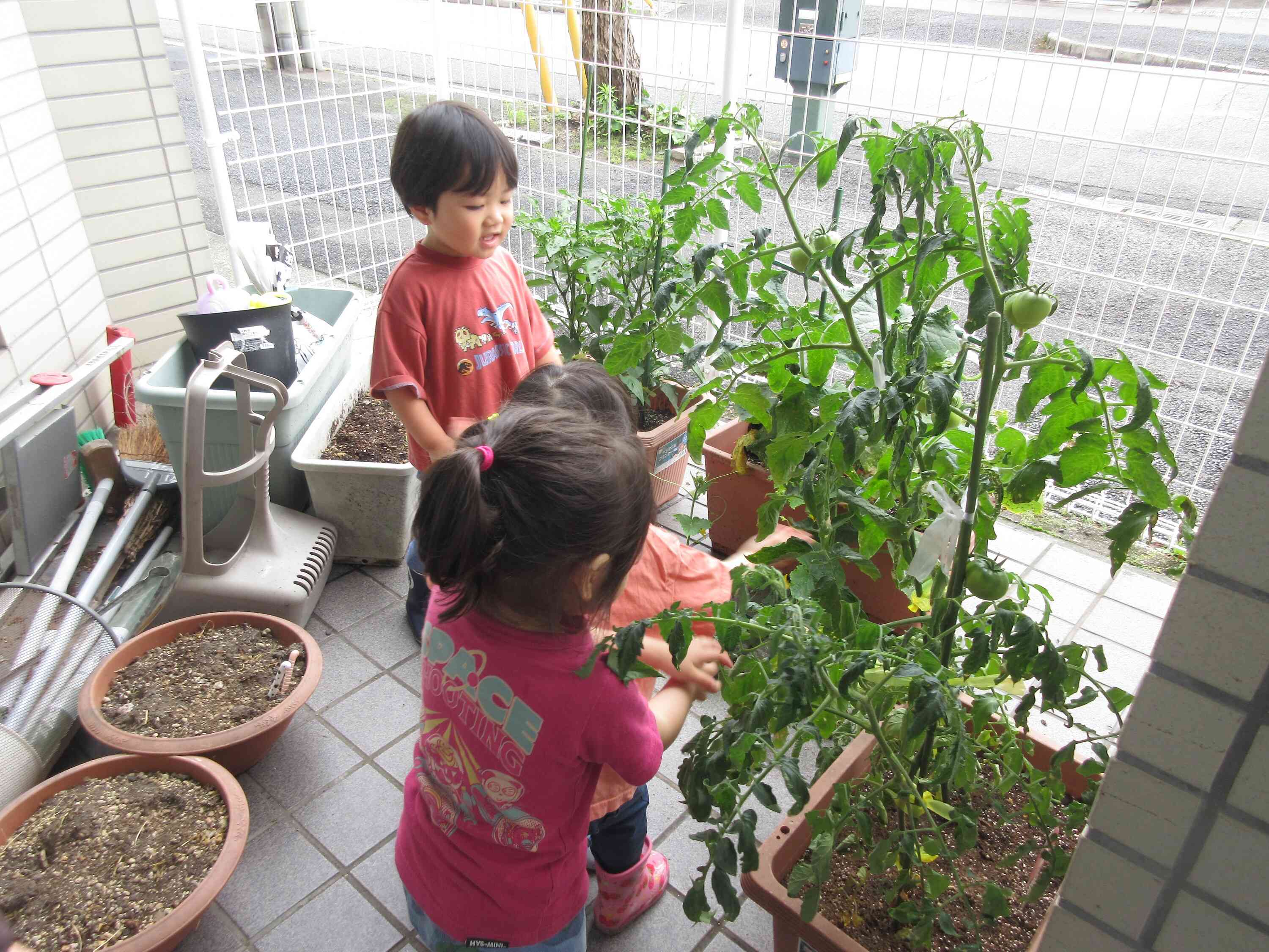 他のお野菜も大きくなっているよ