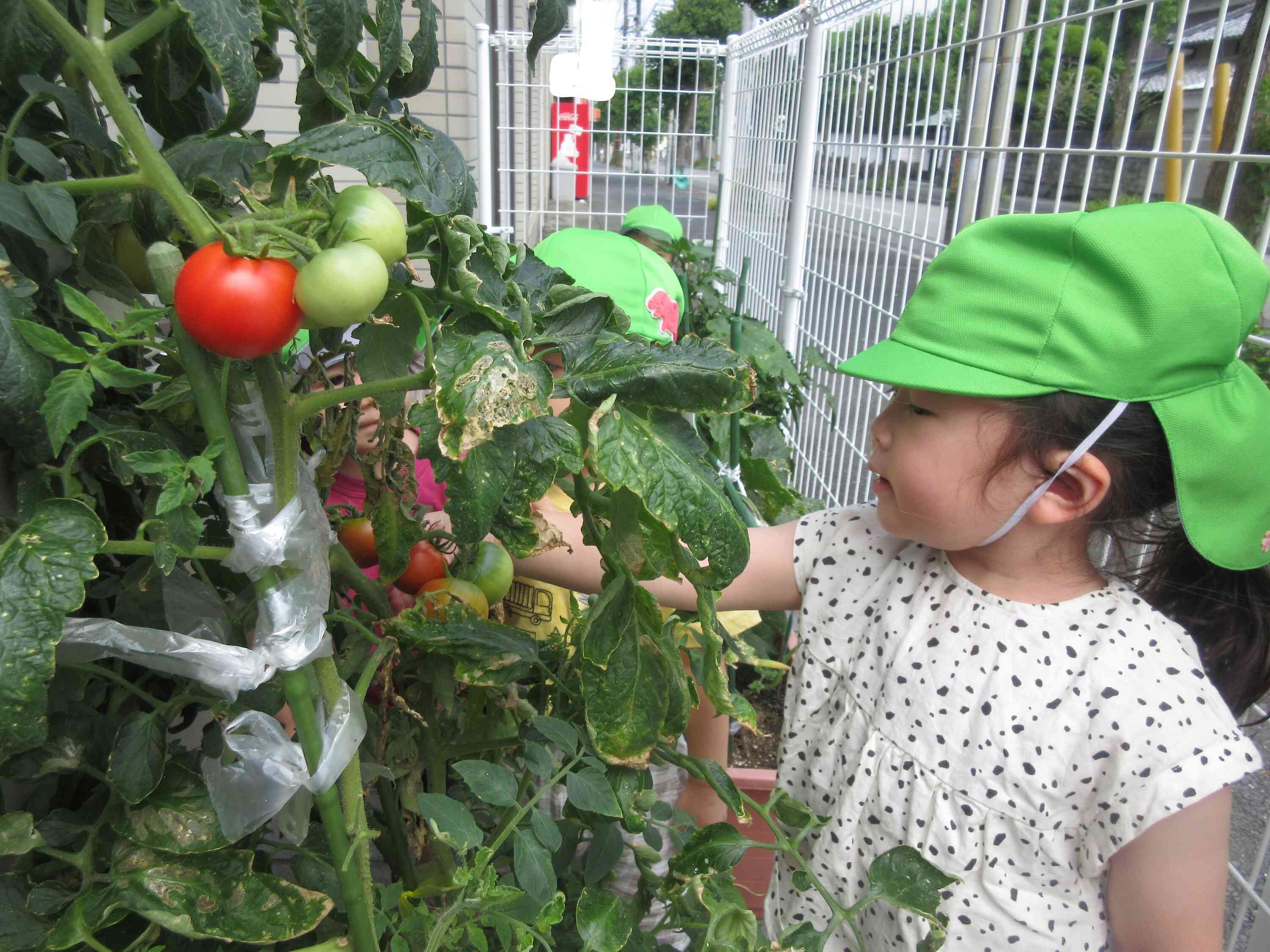 お野菜の収穫