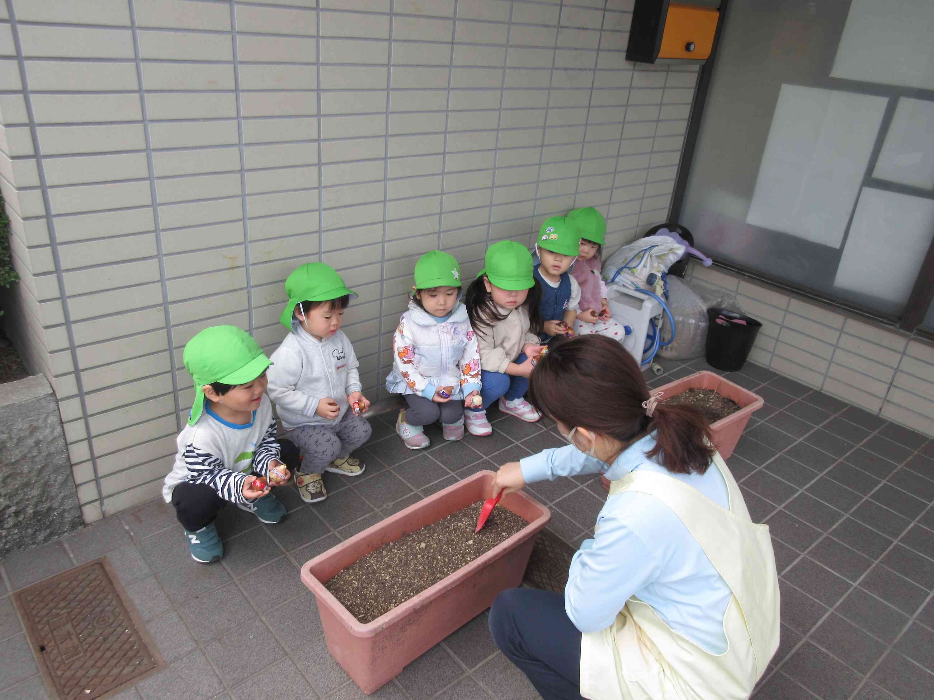 チューリップを植えました