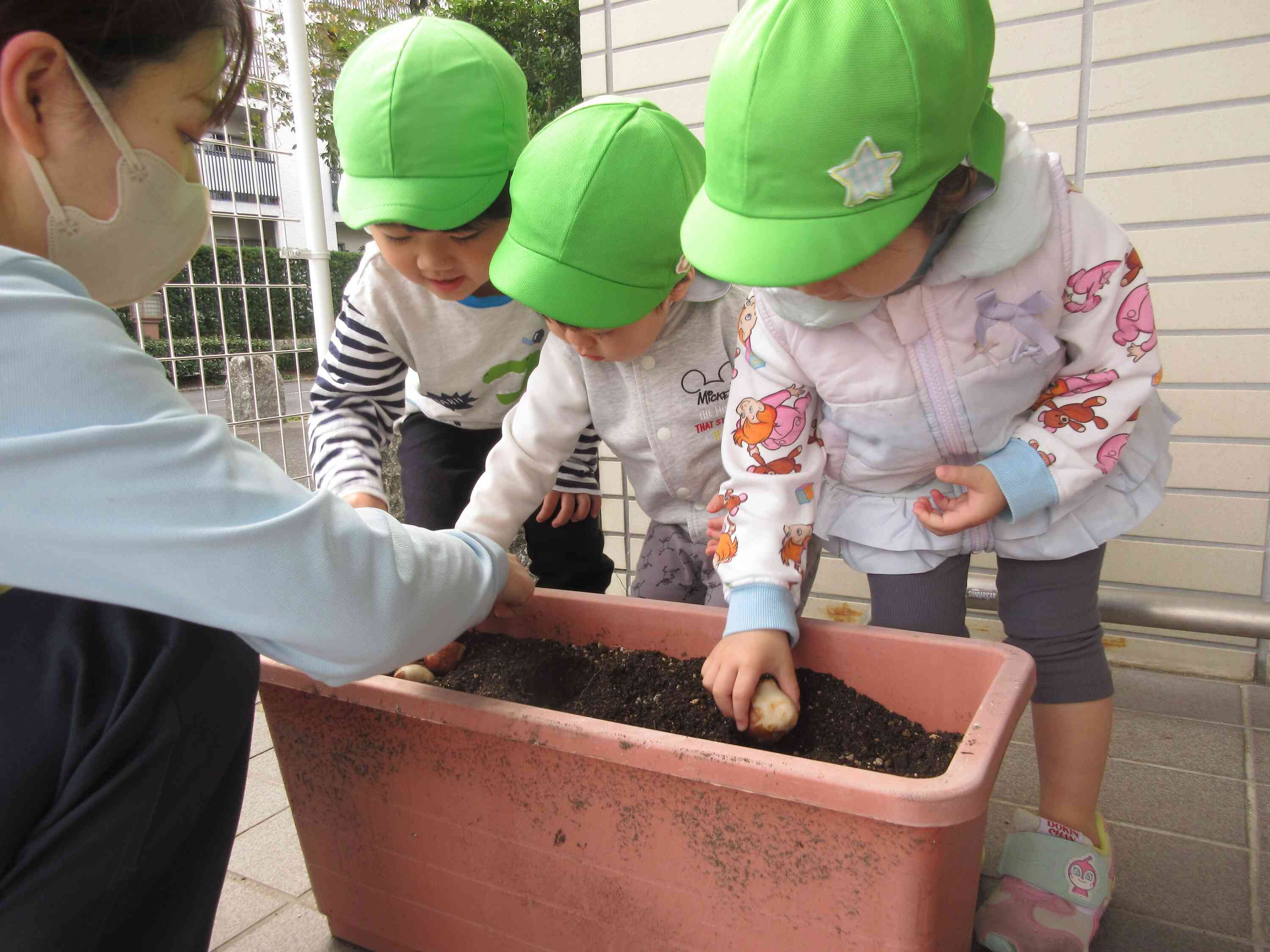 チューリップがたくさん咲いてほしいな。