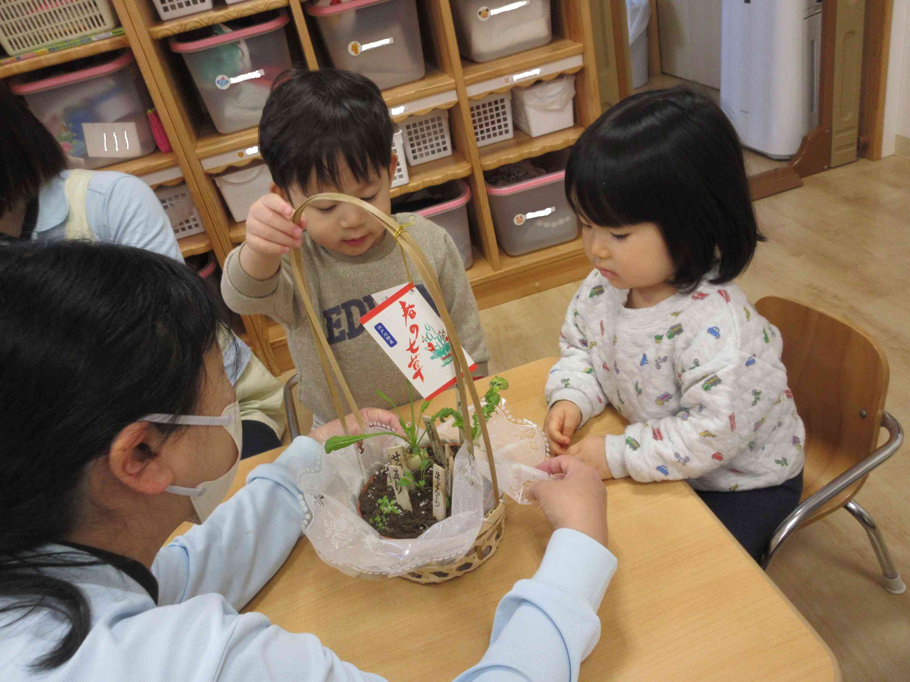 本物の七草は初めて見たかな？