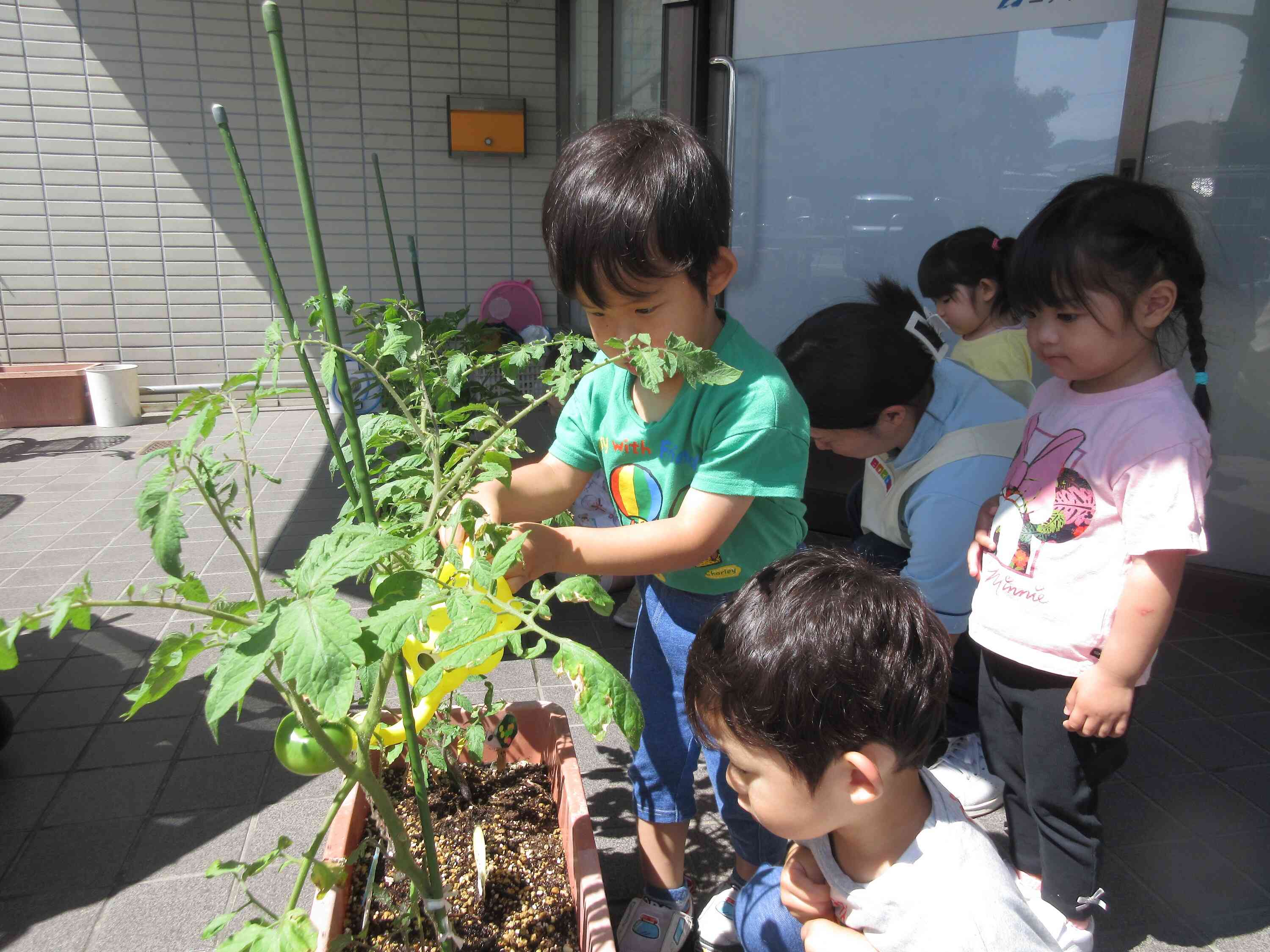 トマトも大きくなっているね