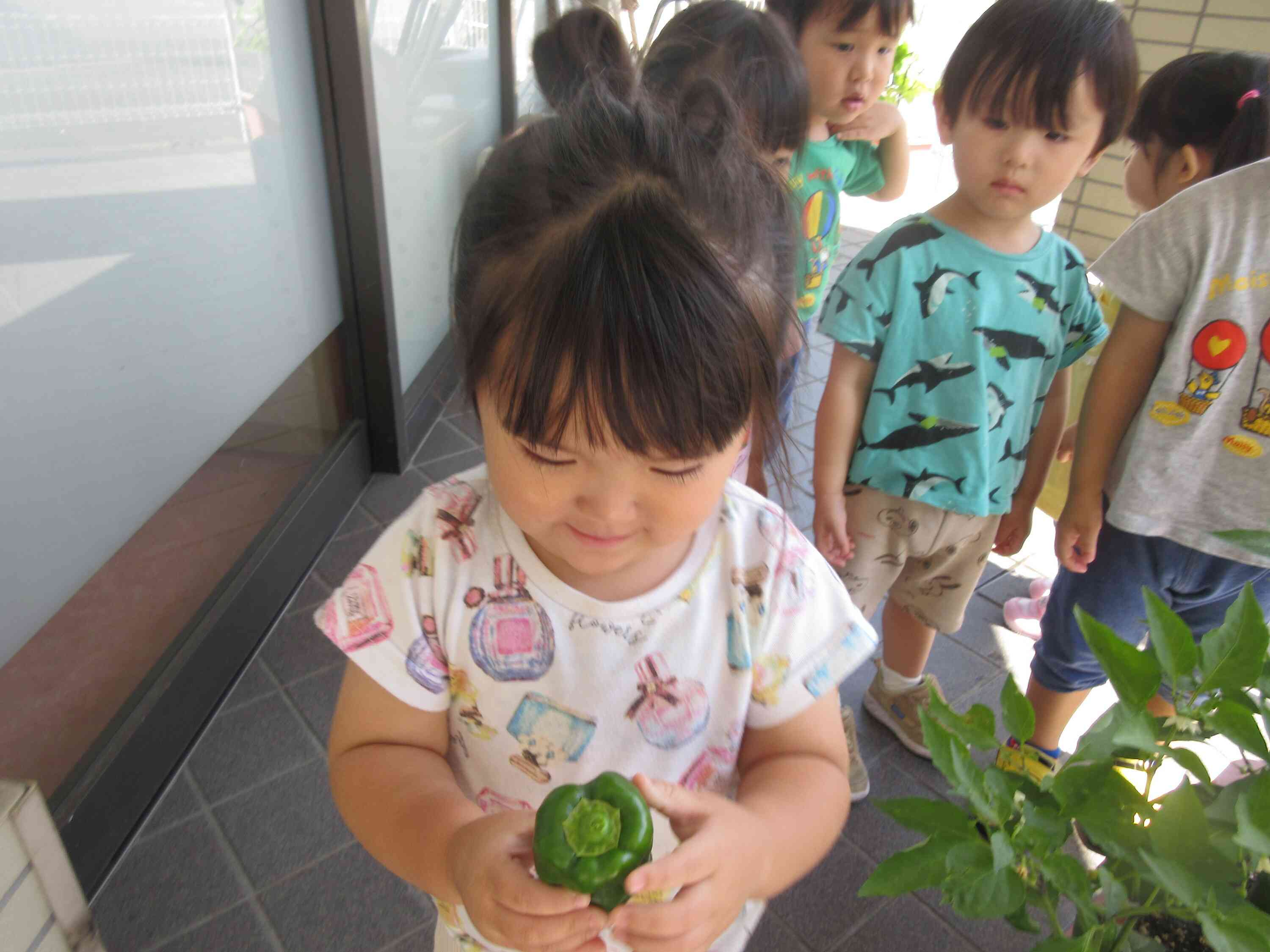 わあーい、ピーマンが取れたよ
