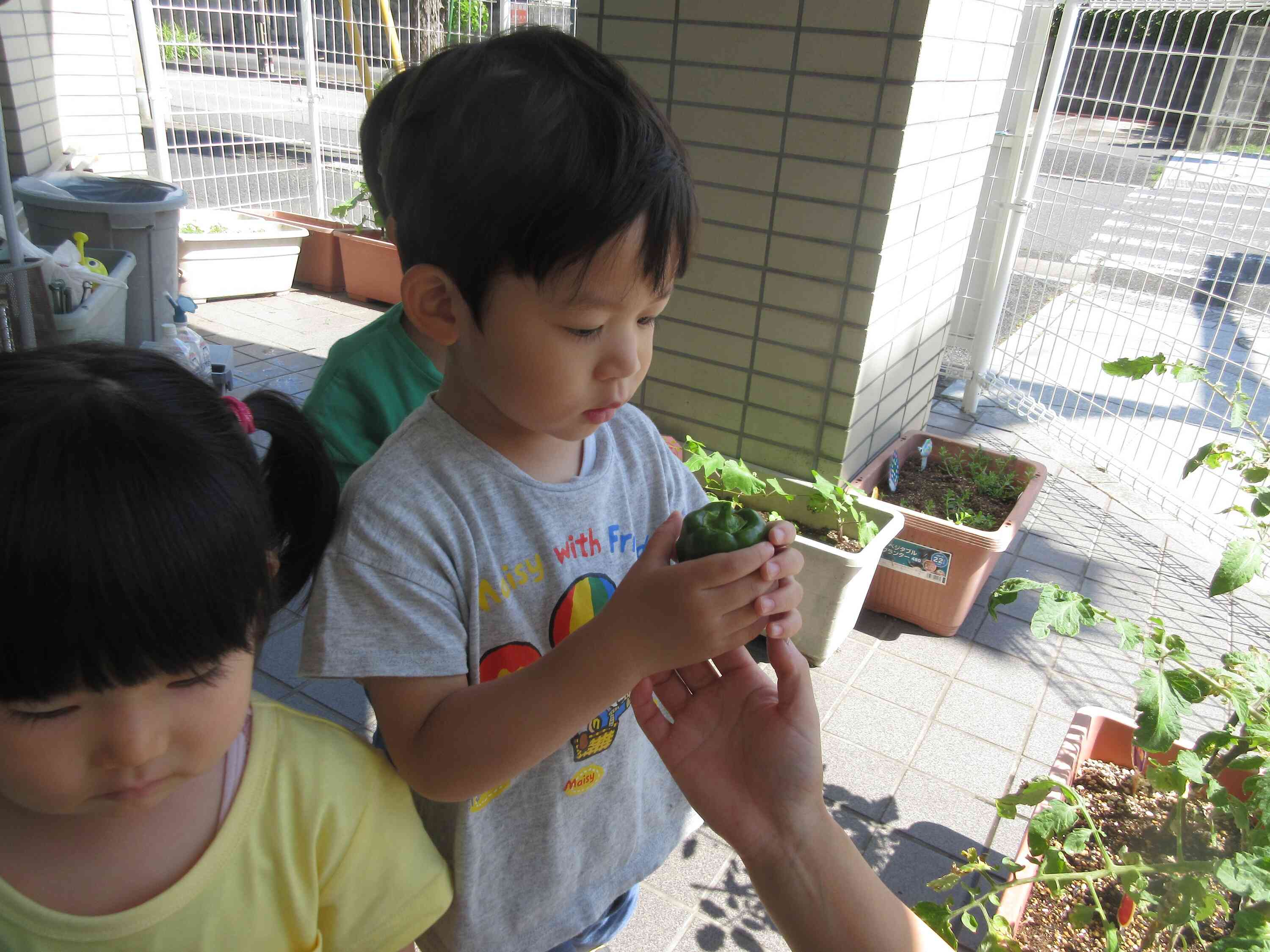 お野菜が、できたときはみんなで大喜びでした。