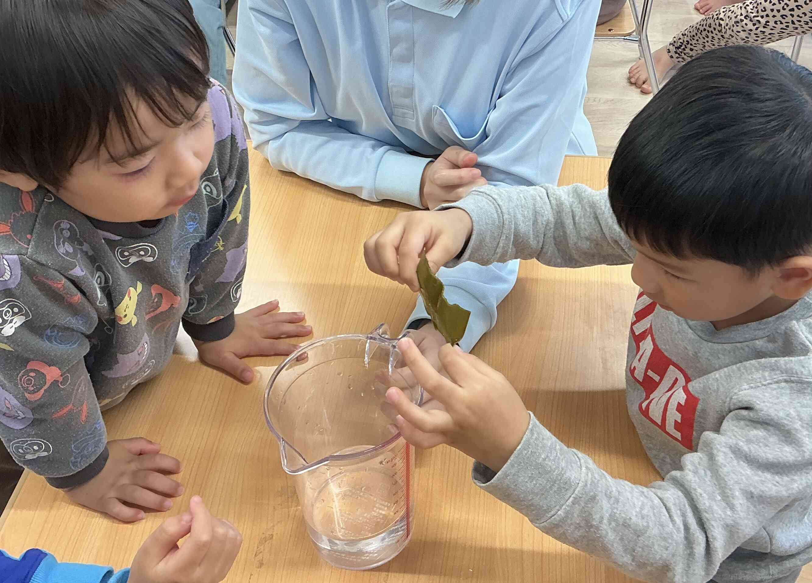 水につけた昆布は大きくなるかな？小さくなるかな？