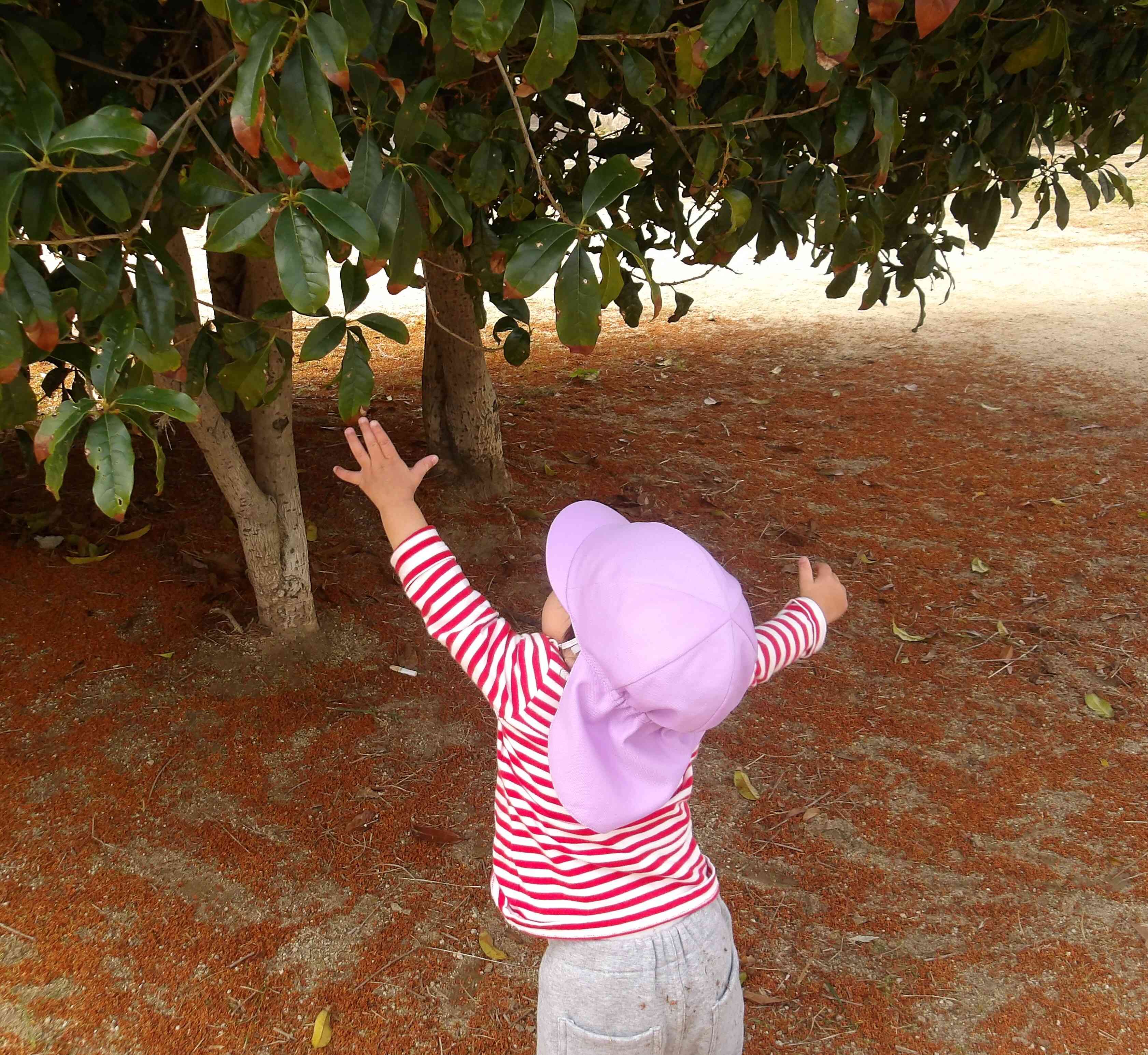 大きい木だなぁ。とどくかなぁ。