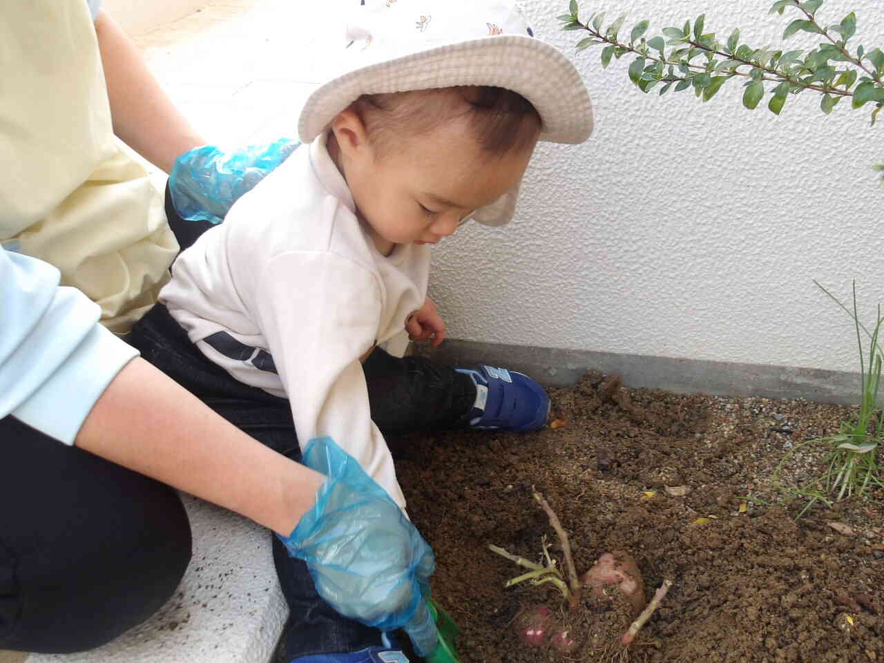 おいもあるかなぁ。ドキドキ❤