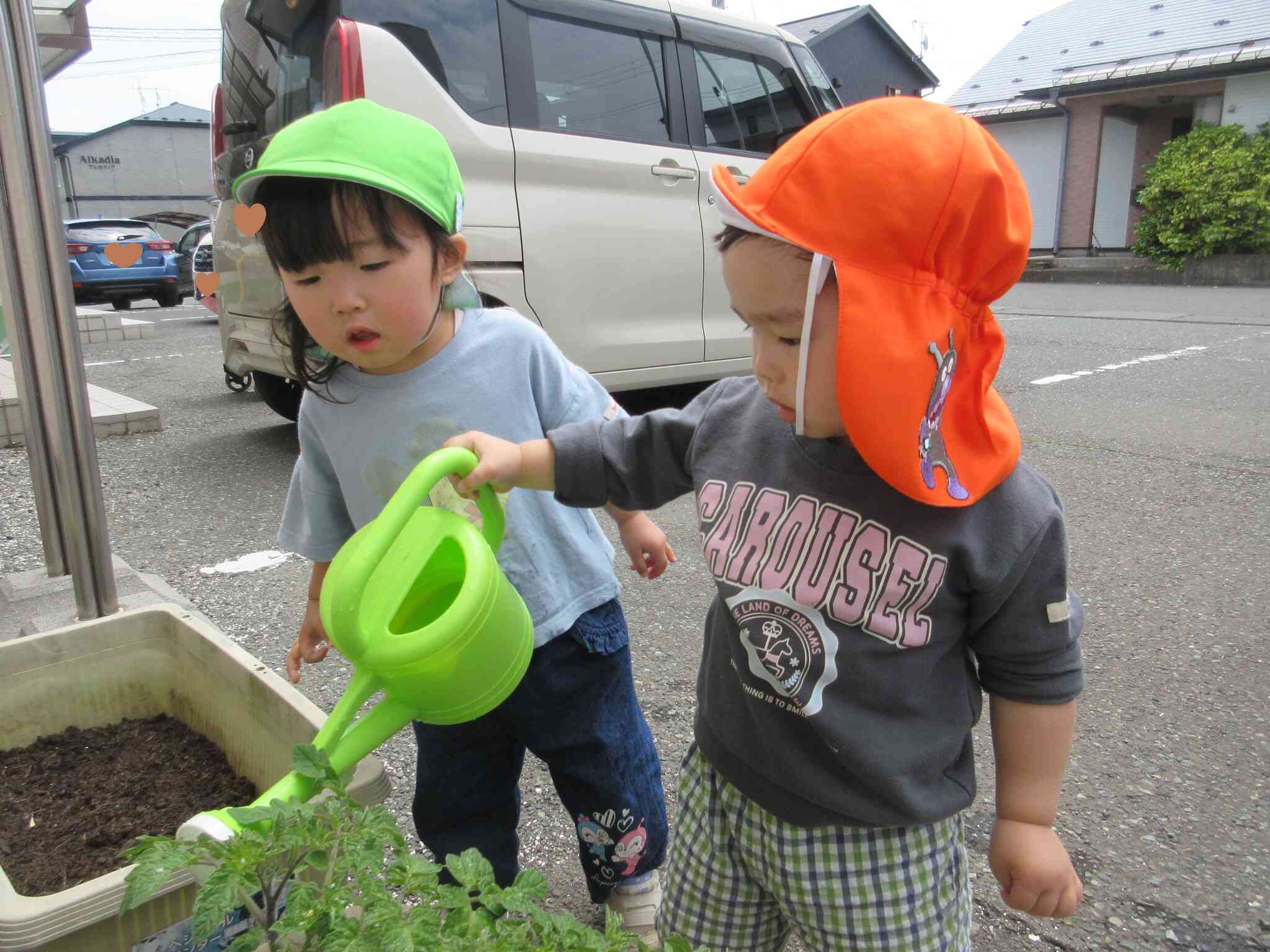 お水をあげるとトマトさん喜ぶね。