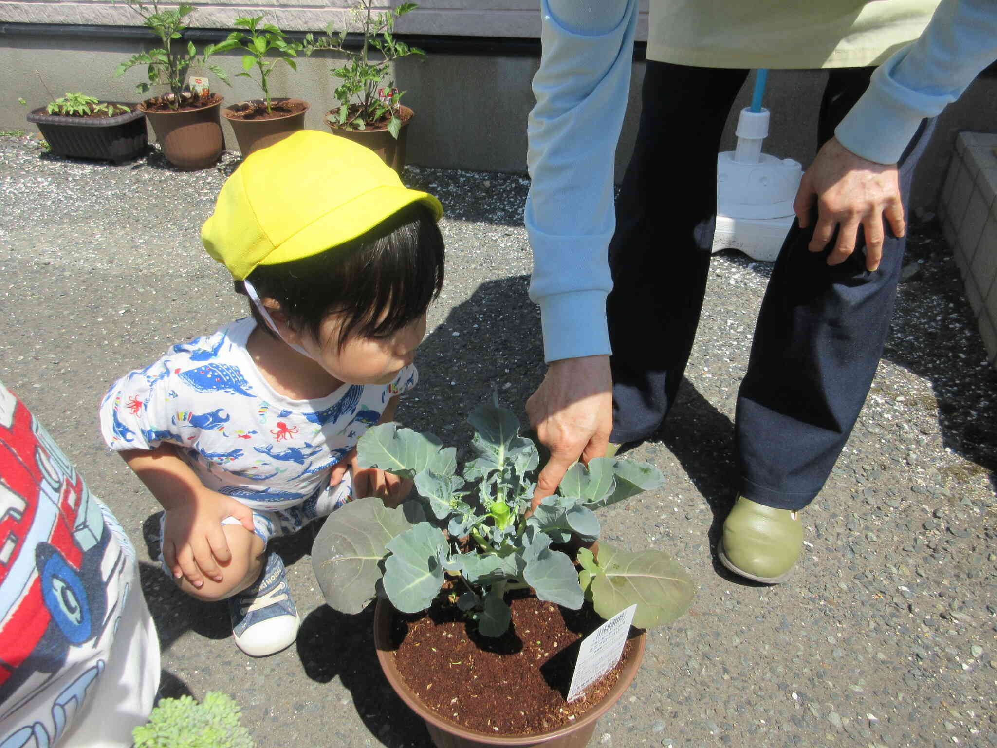 今年のもとみや農園は