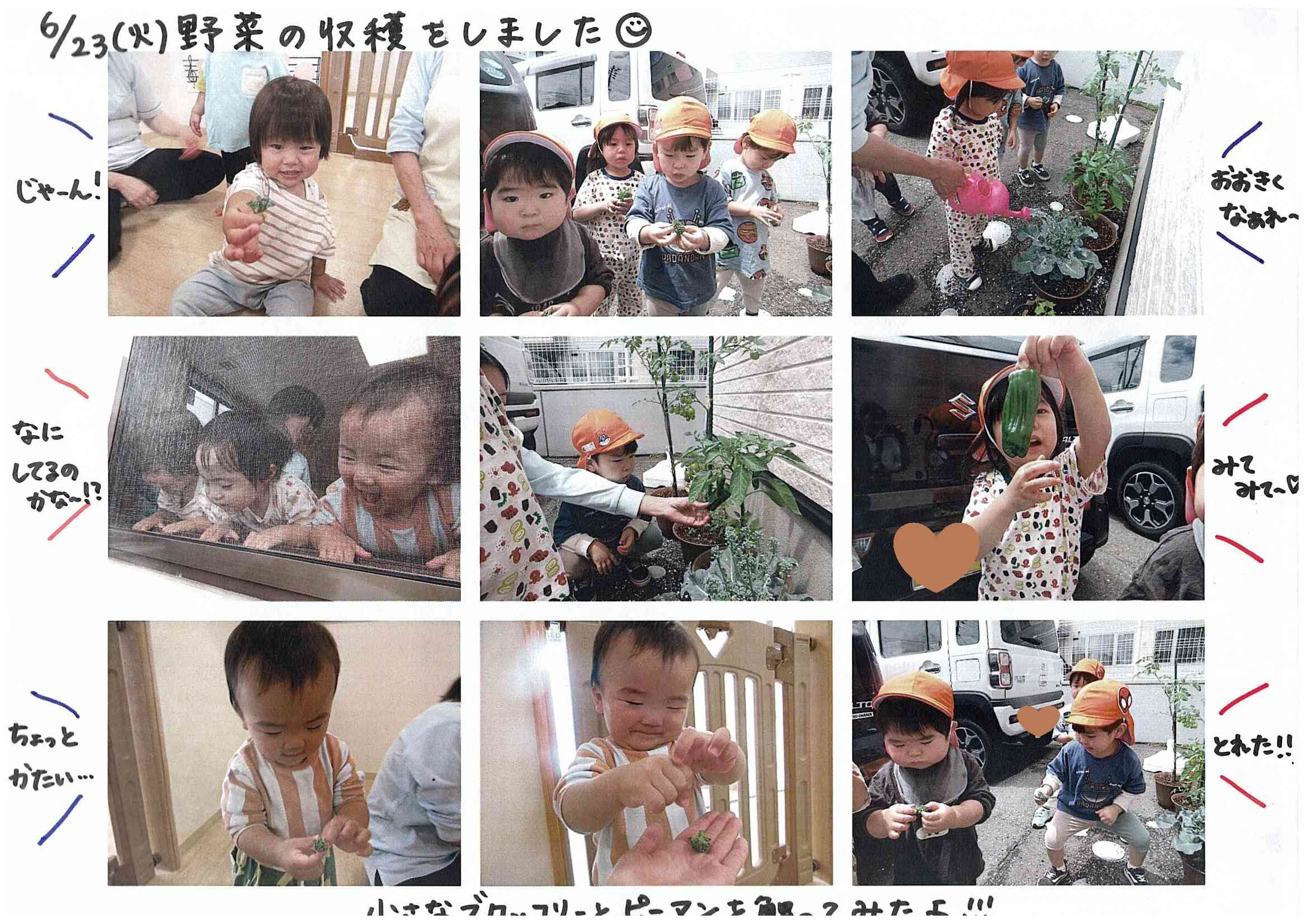 おもいっきり写真館【野菜の収穫】