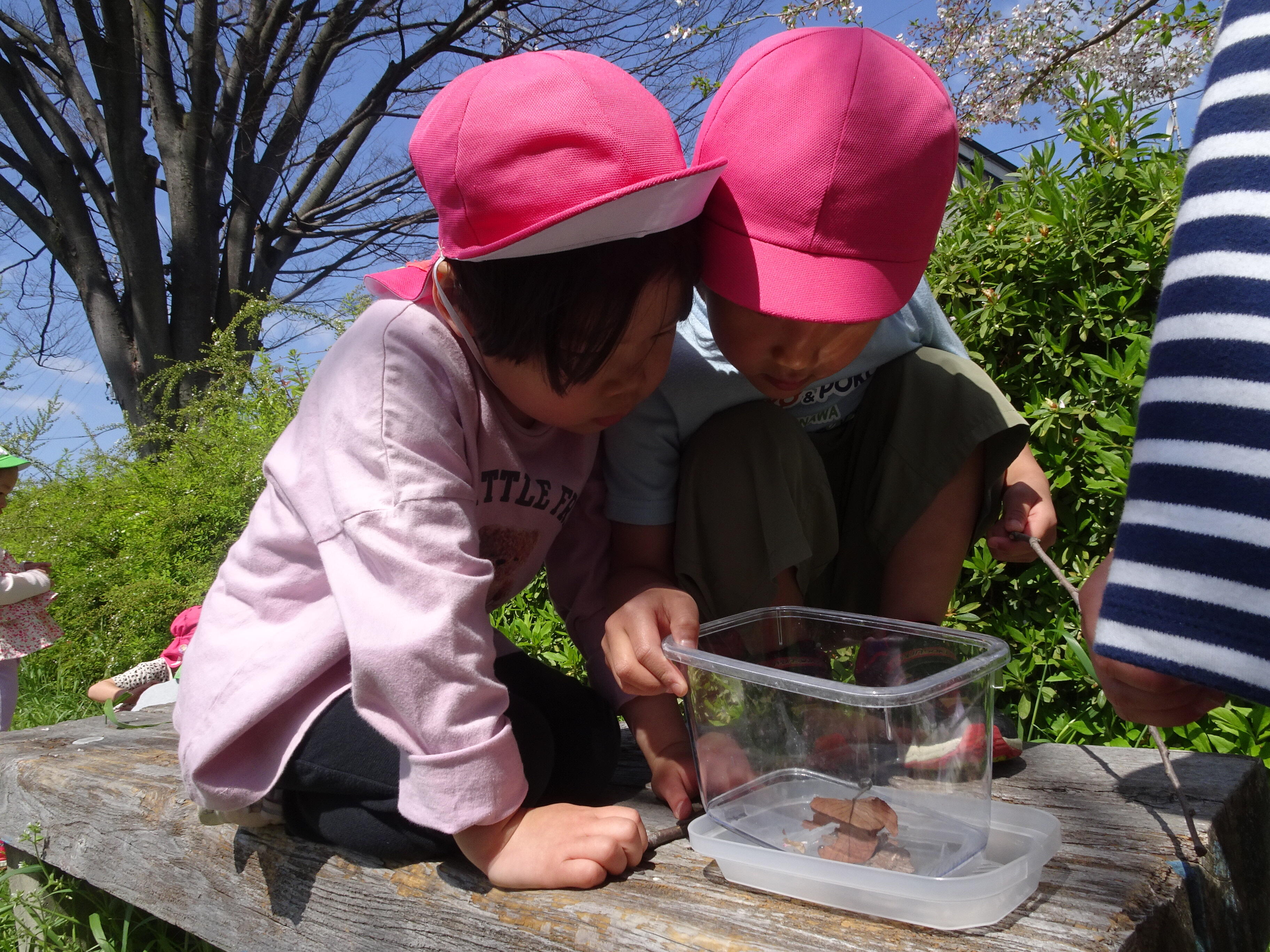 だんごむし見つけたよ！