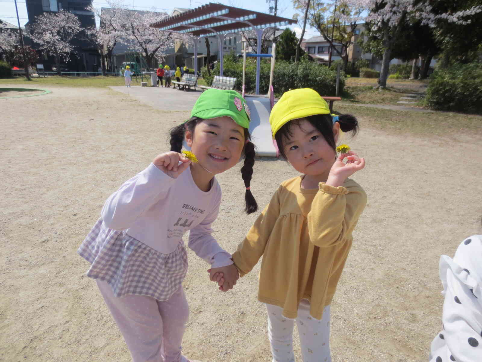 私たちはたんぽぽ拾ったよ！