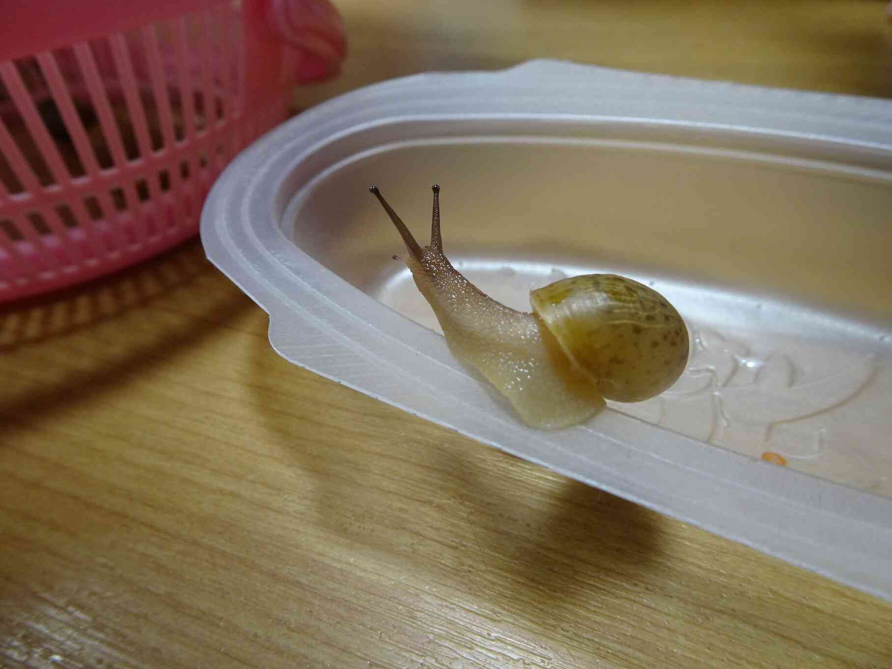 クラスで飼っているカタツムリ！毎日にんじんを食べて元気に成長しています！