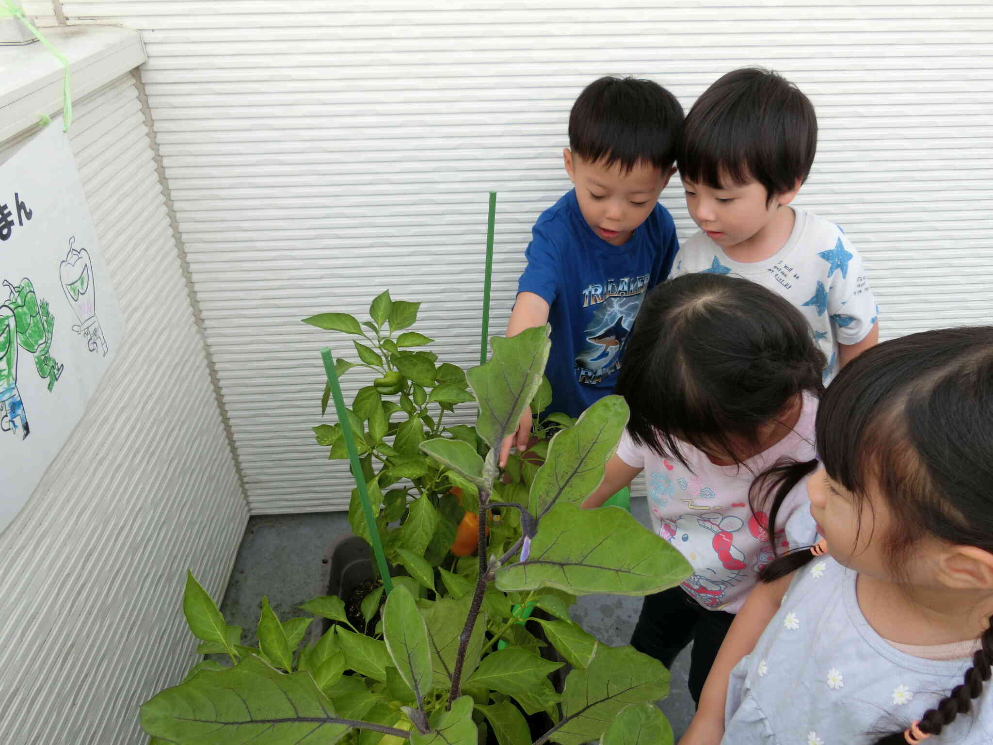りす組　夏野菜が育ちました！