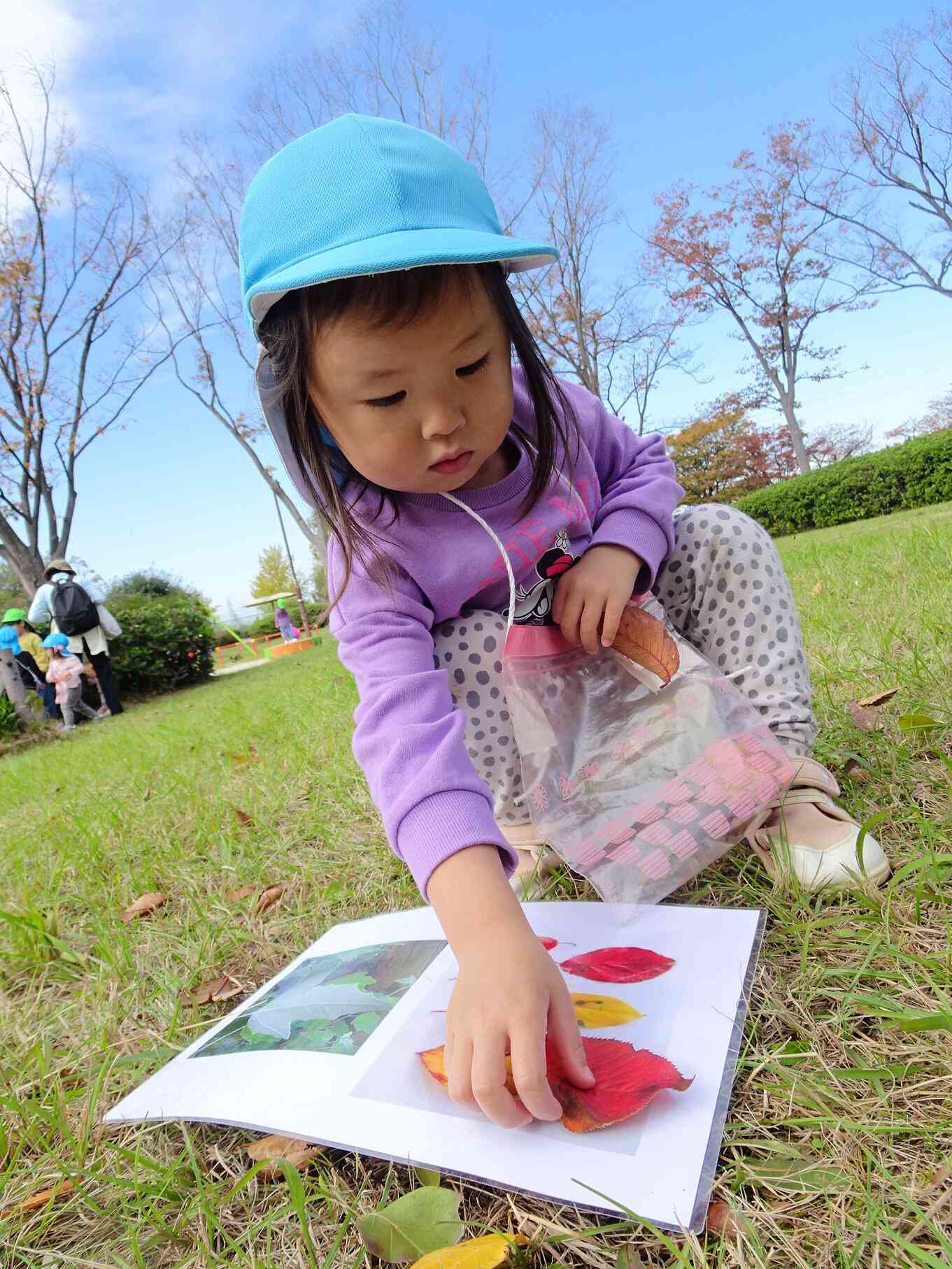 図鑑を見て・・・同じ色や形の葉っぱはどれかな？