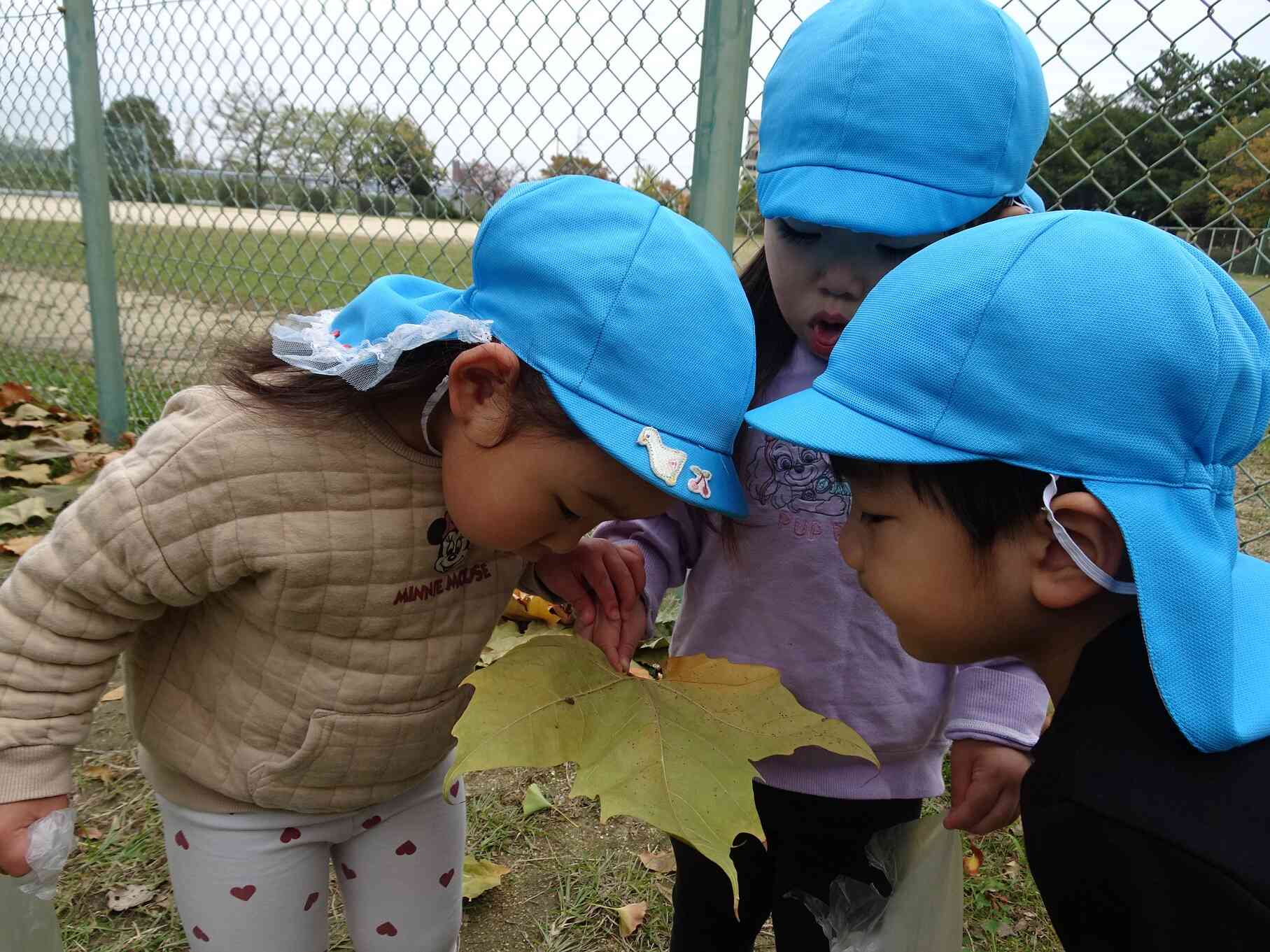 葉っぱの後ろに虫さんが隠れていたよ！そーっとね・・・