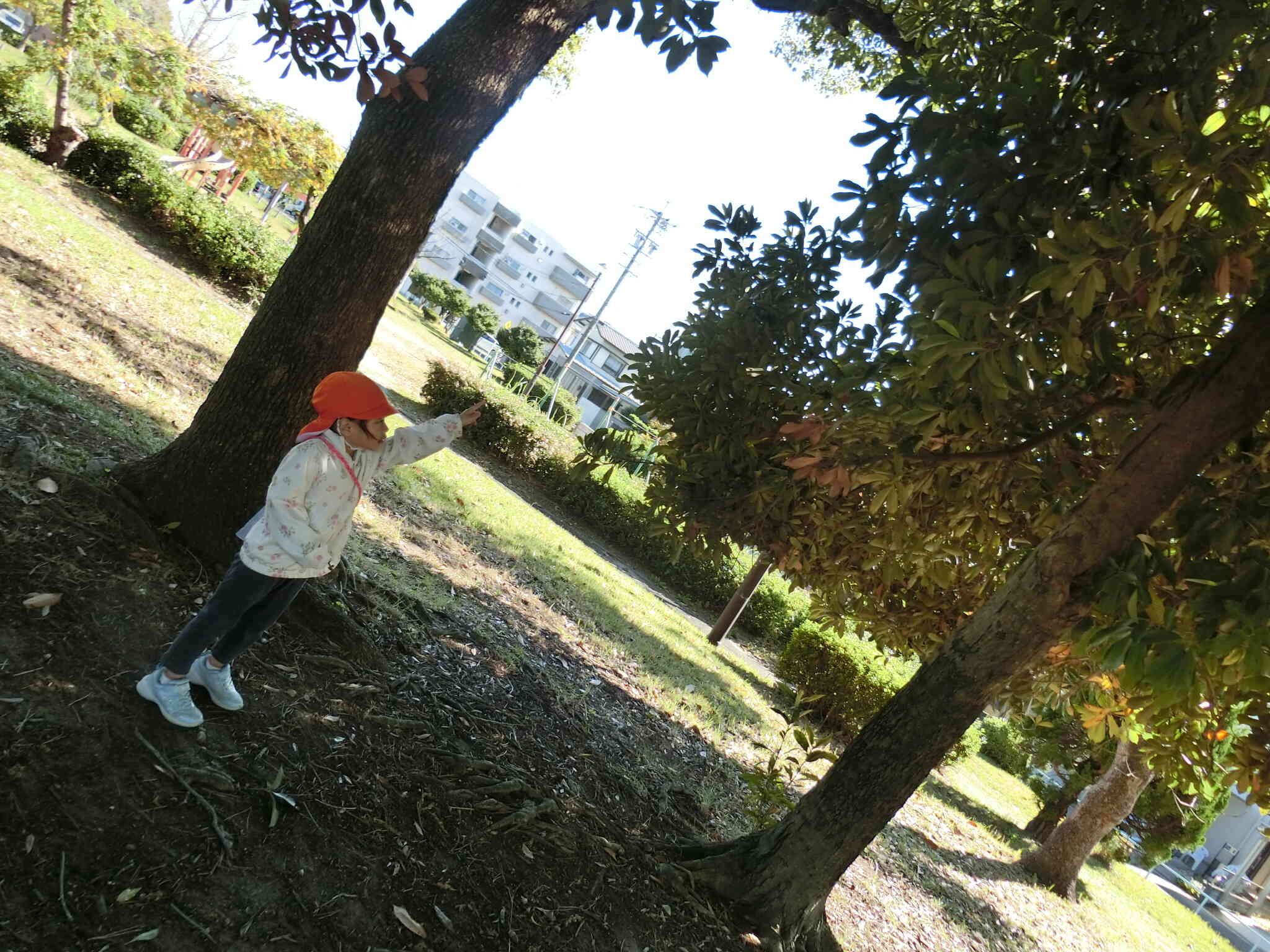 ここだ！どんぐりの木！