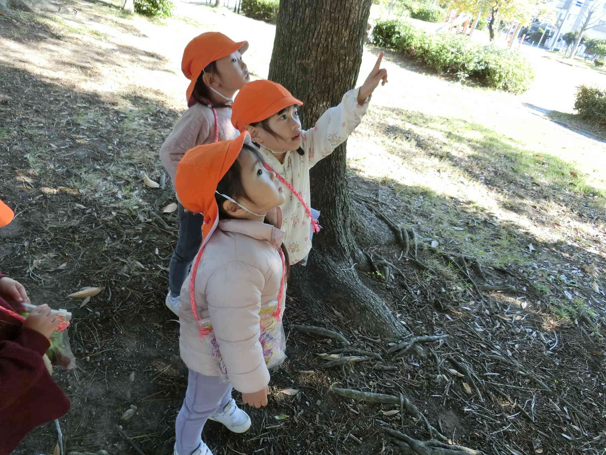 ここから落ちてきたよ！？？