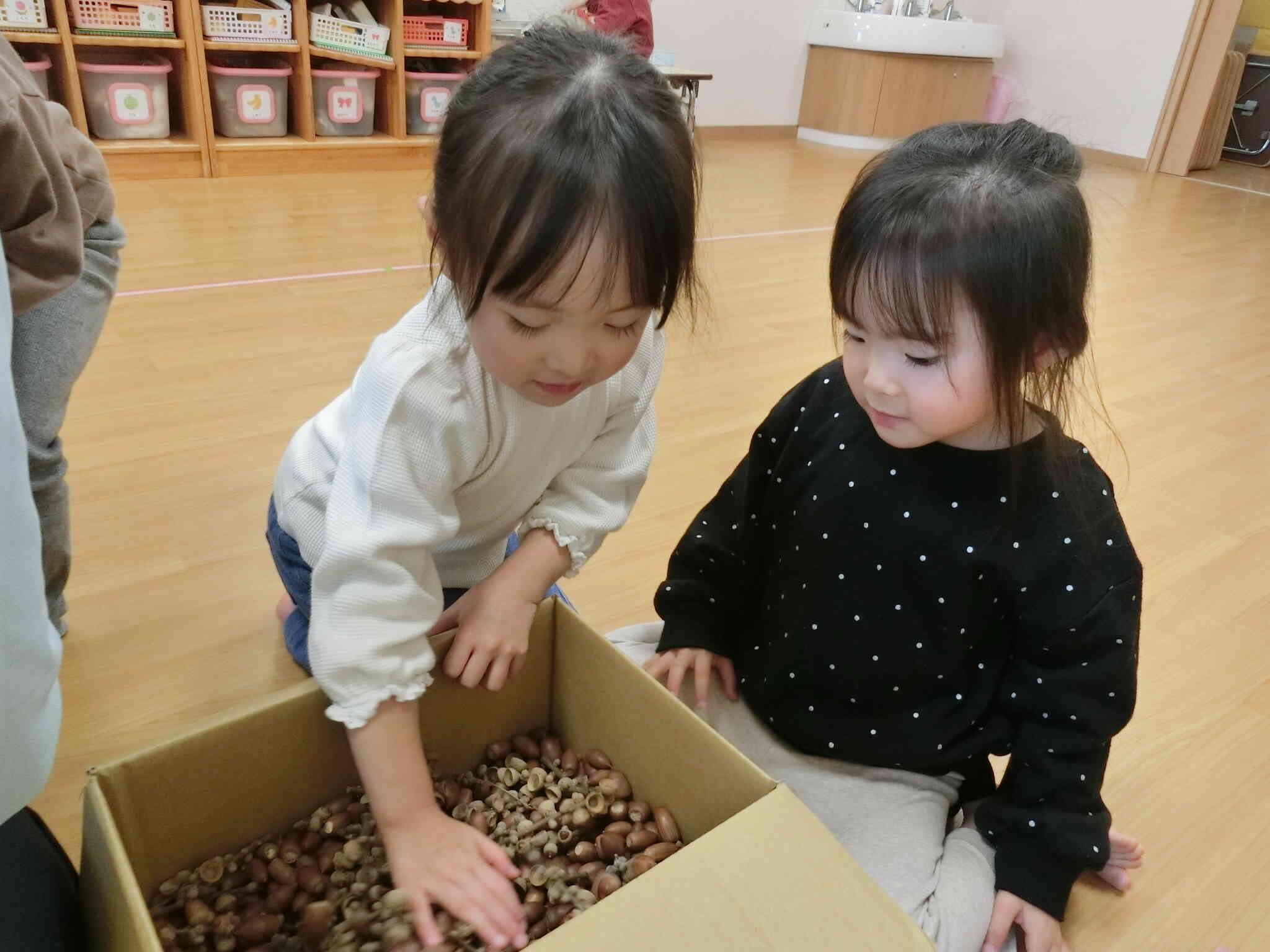 どんぐりを送ろう！