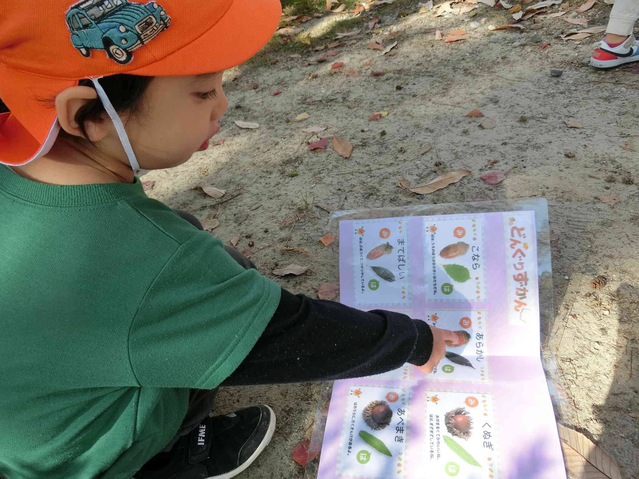 りすぐみ　どんぐりの仲間分けをしたよ！