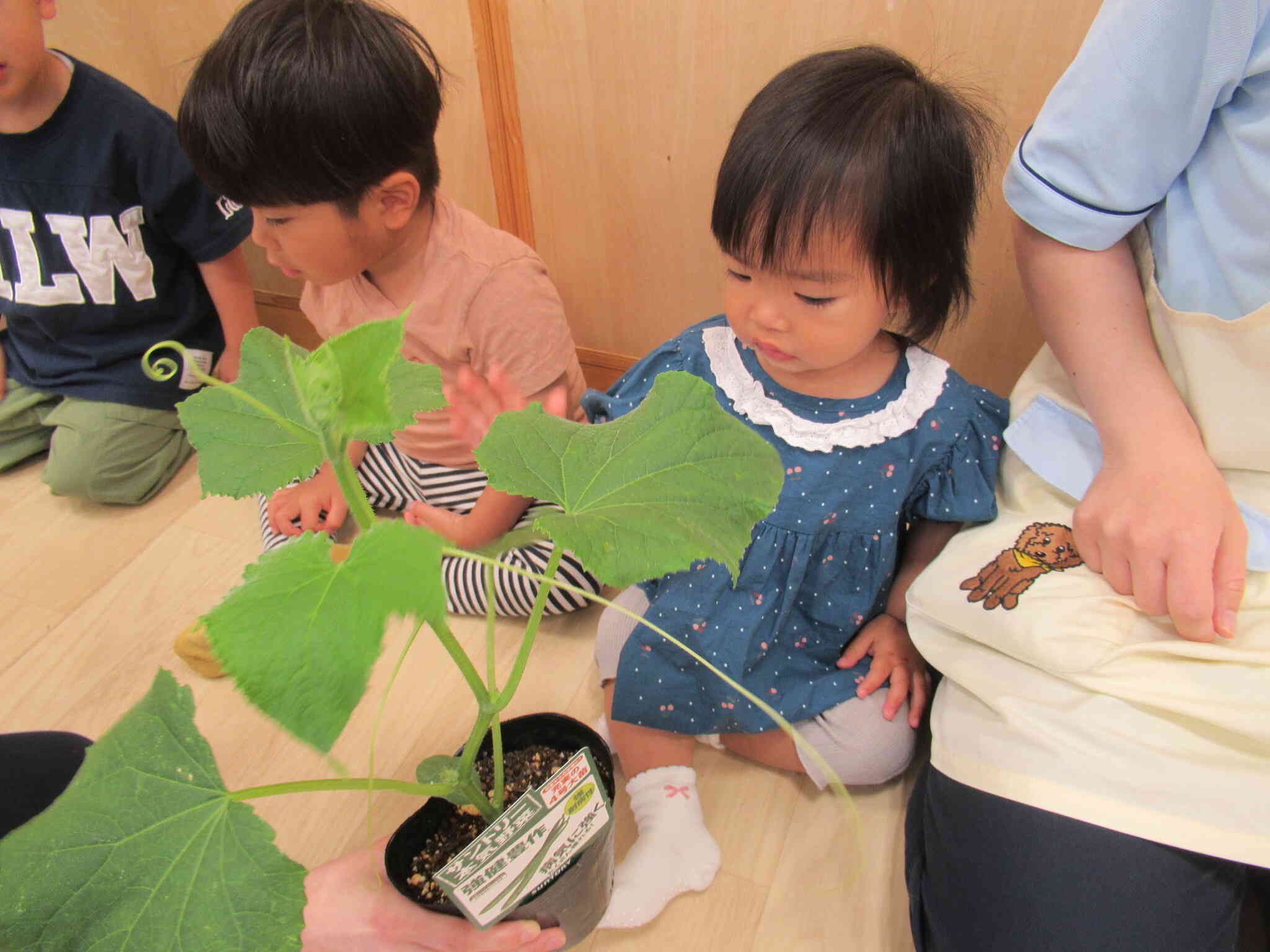 キュウリの苗にみんな興味津々！