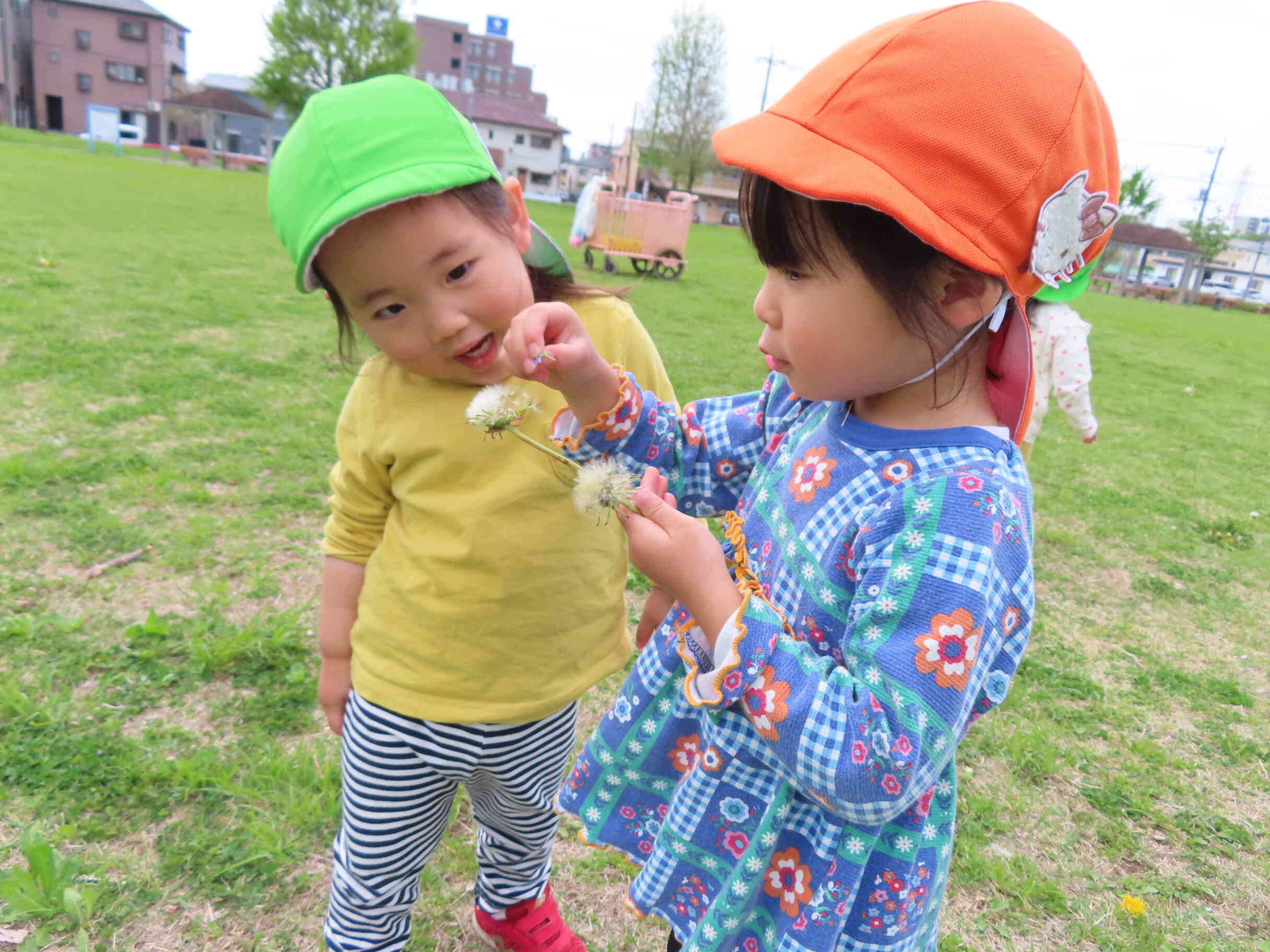 綿毛、ふわふわでかわいいね♪