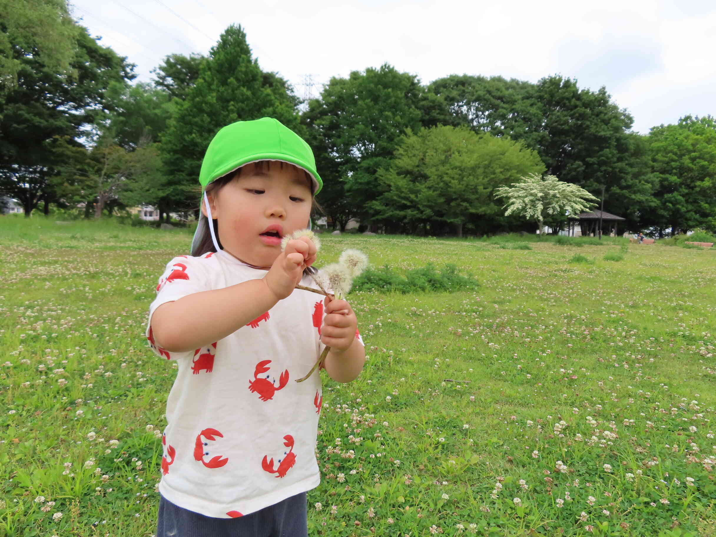 たんぽぽの綿毛発見！