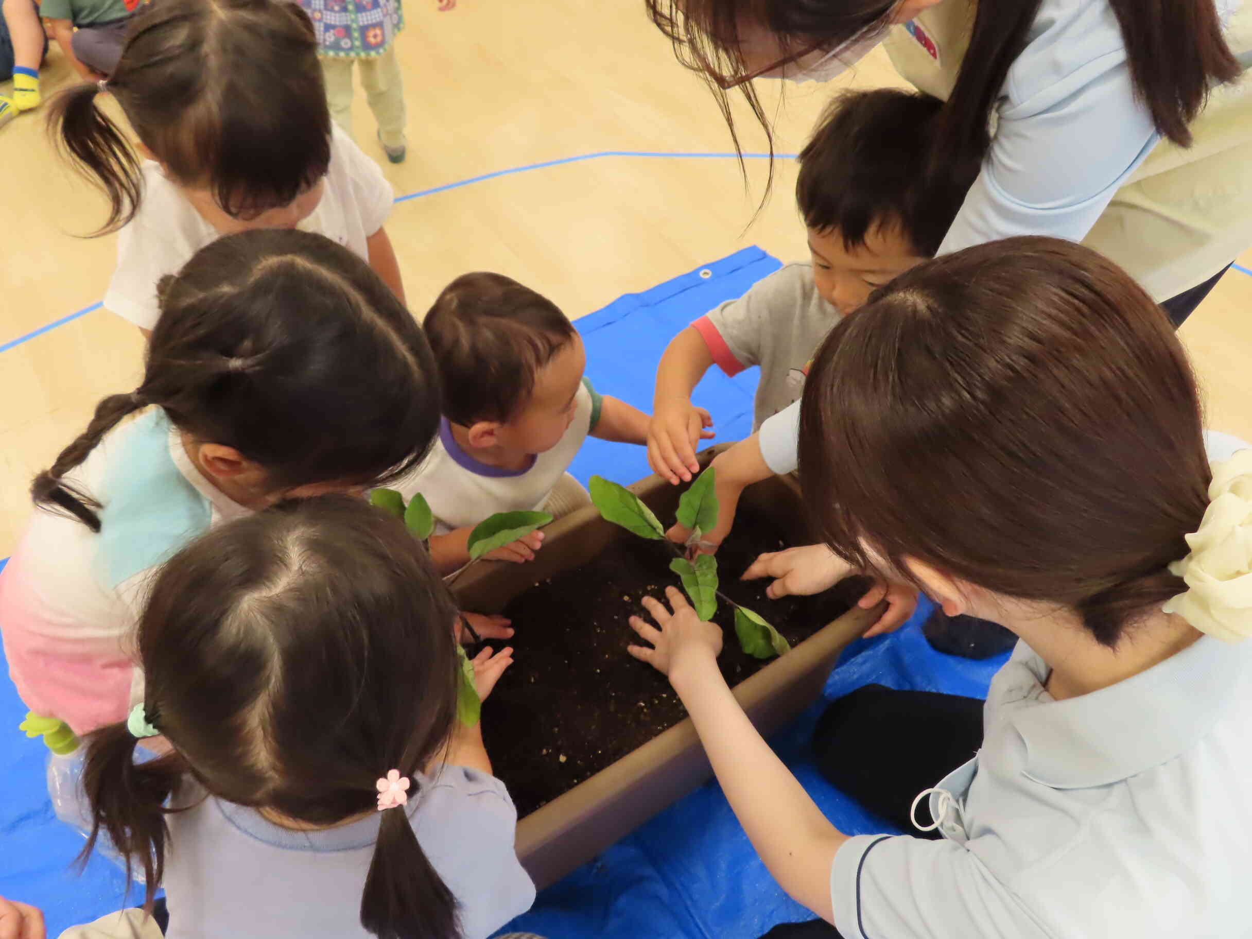 苗植えはうさぎ組のお友だちが中心となって行いました！