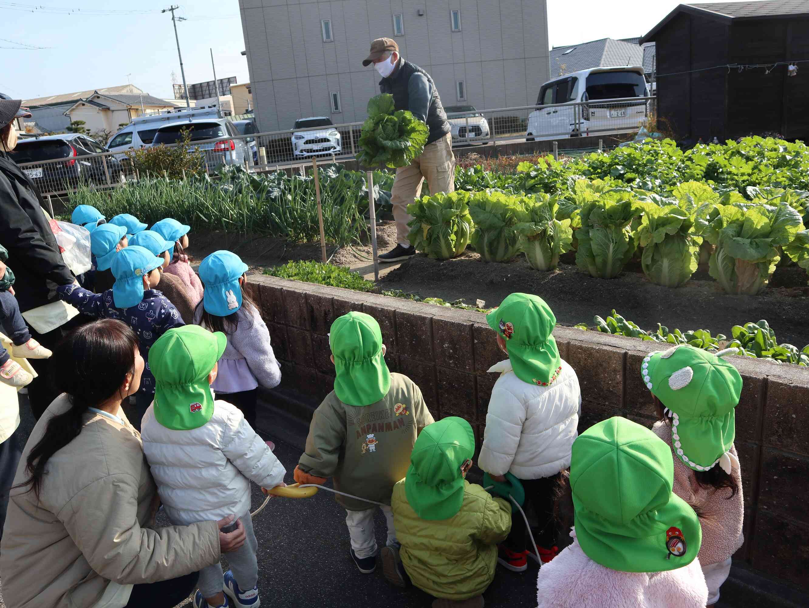 お野菜の収穫を見たよ！