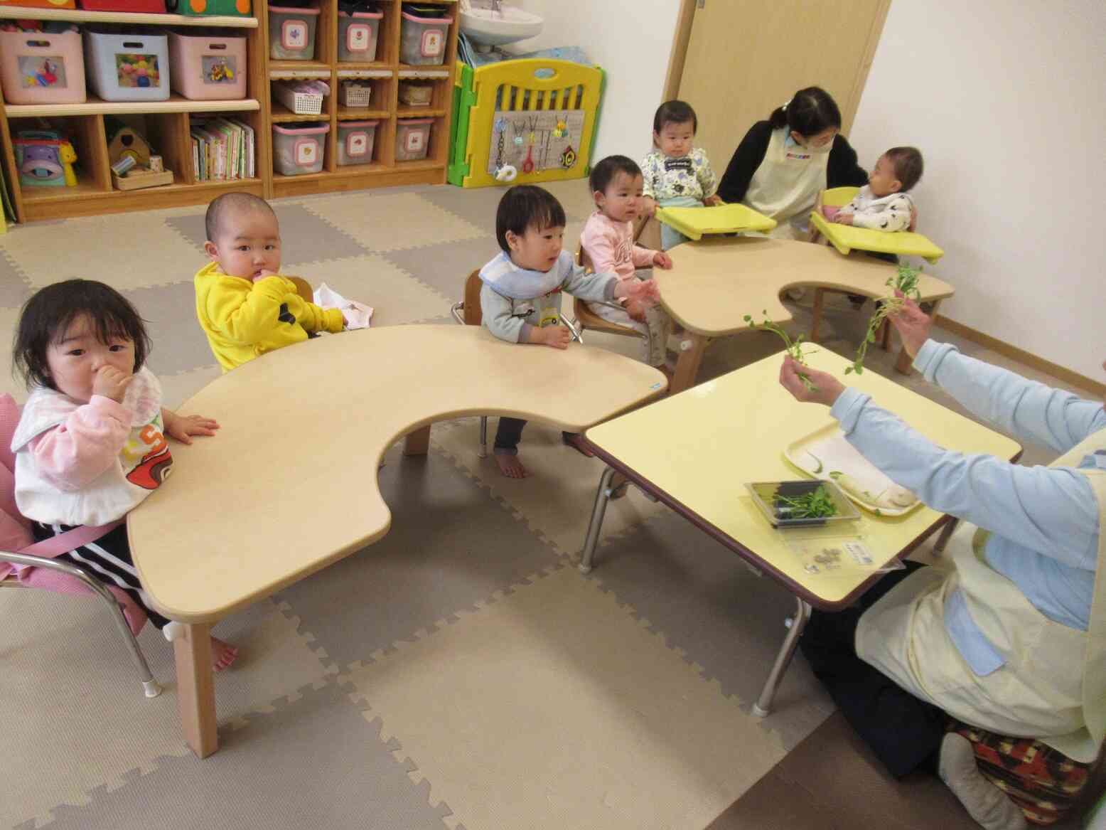 春の七草を見たり触ったり「お給食で七草がゆも食べました」