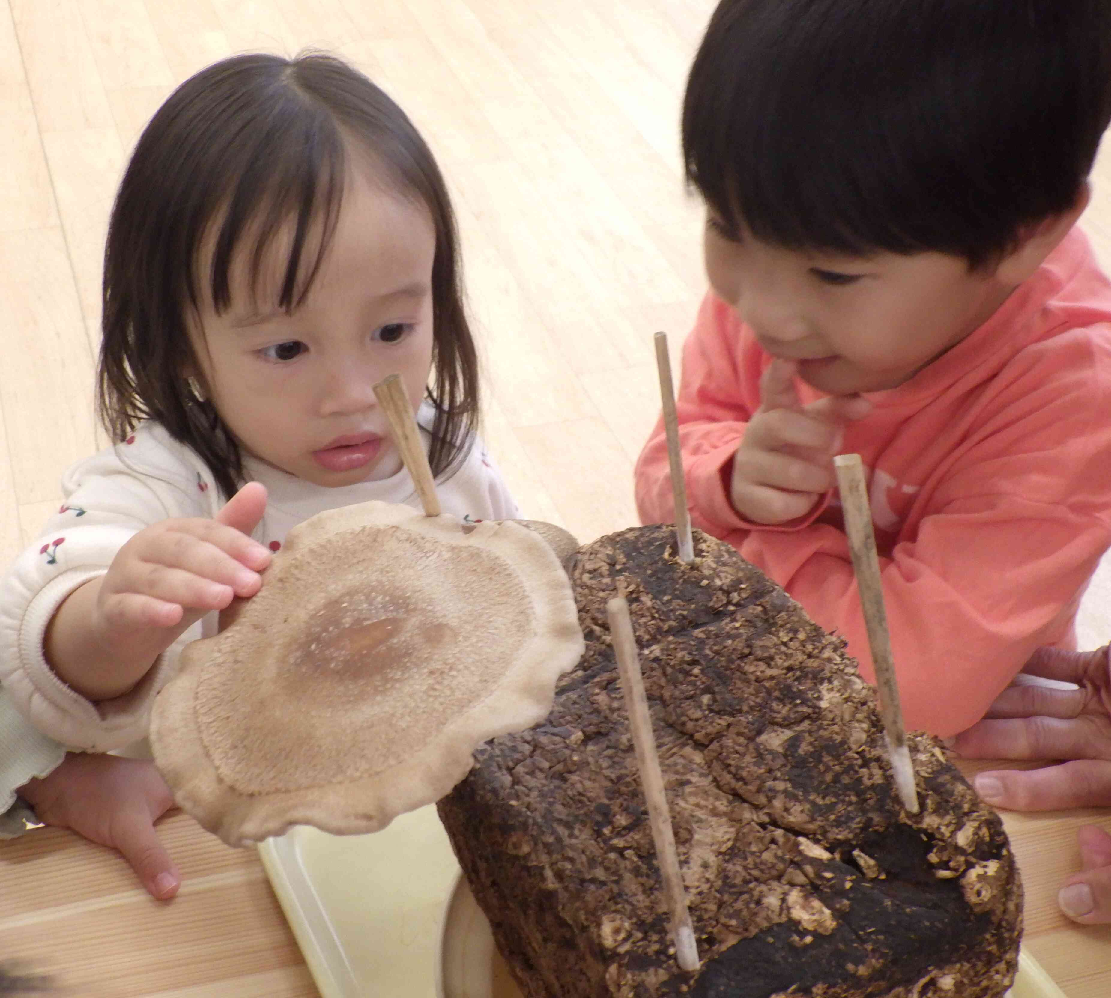 シイタケ収穫！