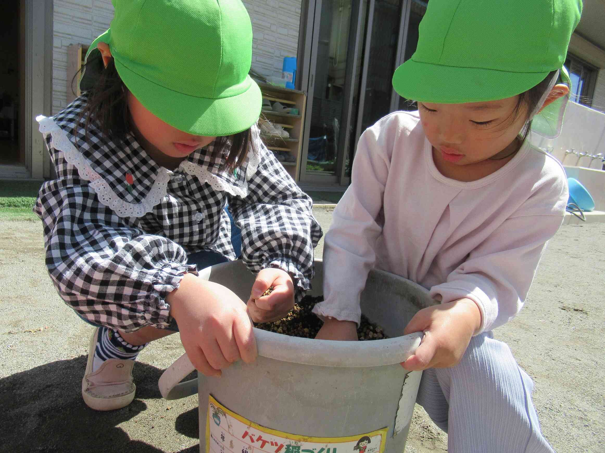 バケツ稲を植えたよ！