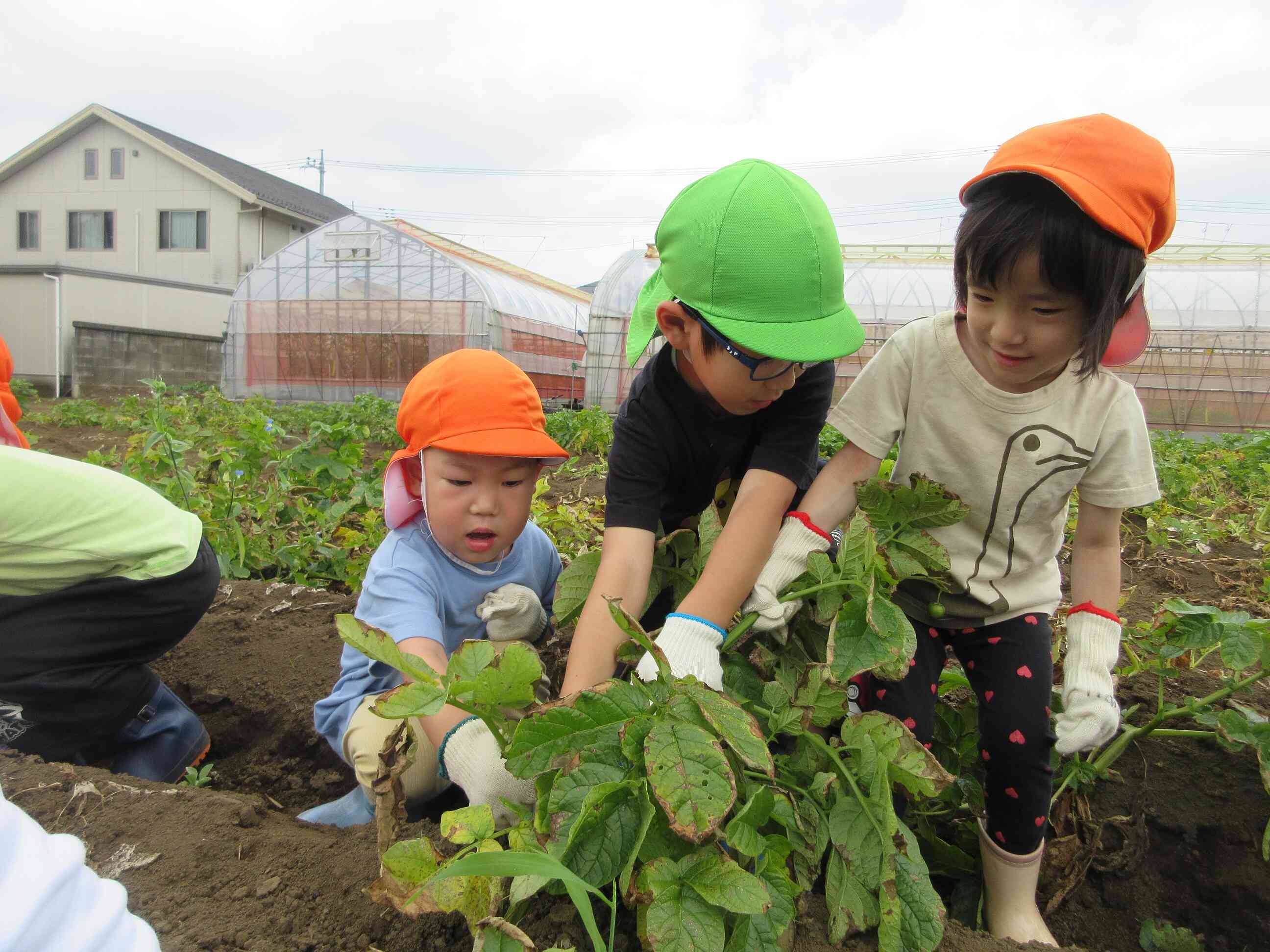 じゃがいも掘り（3、4、5歳児）