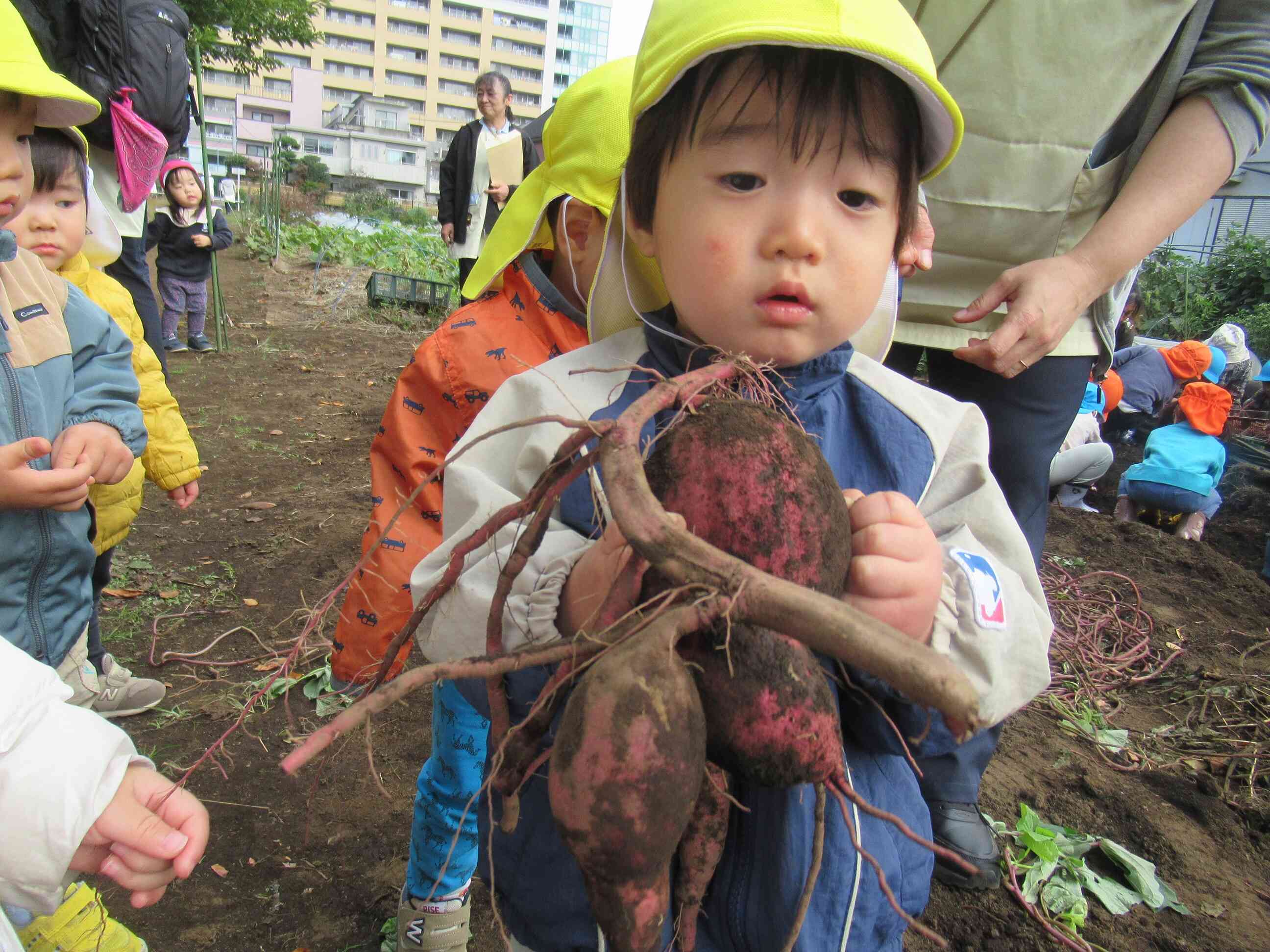 お芋に興味津々