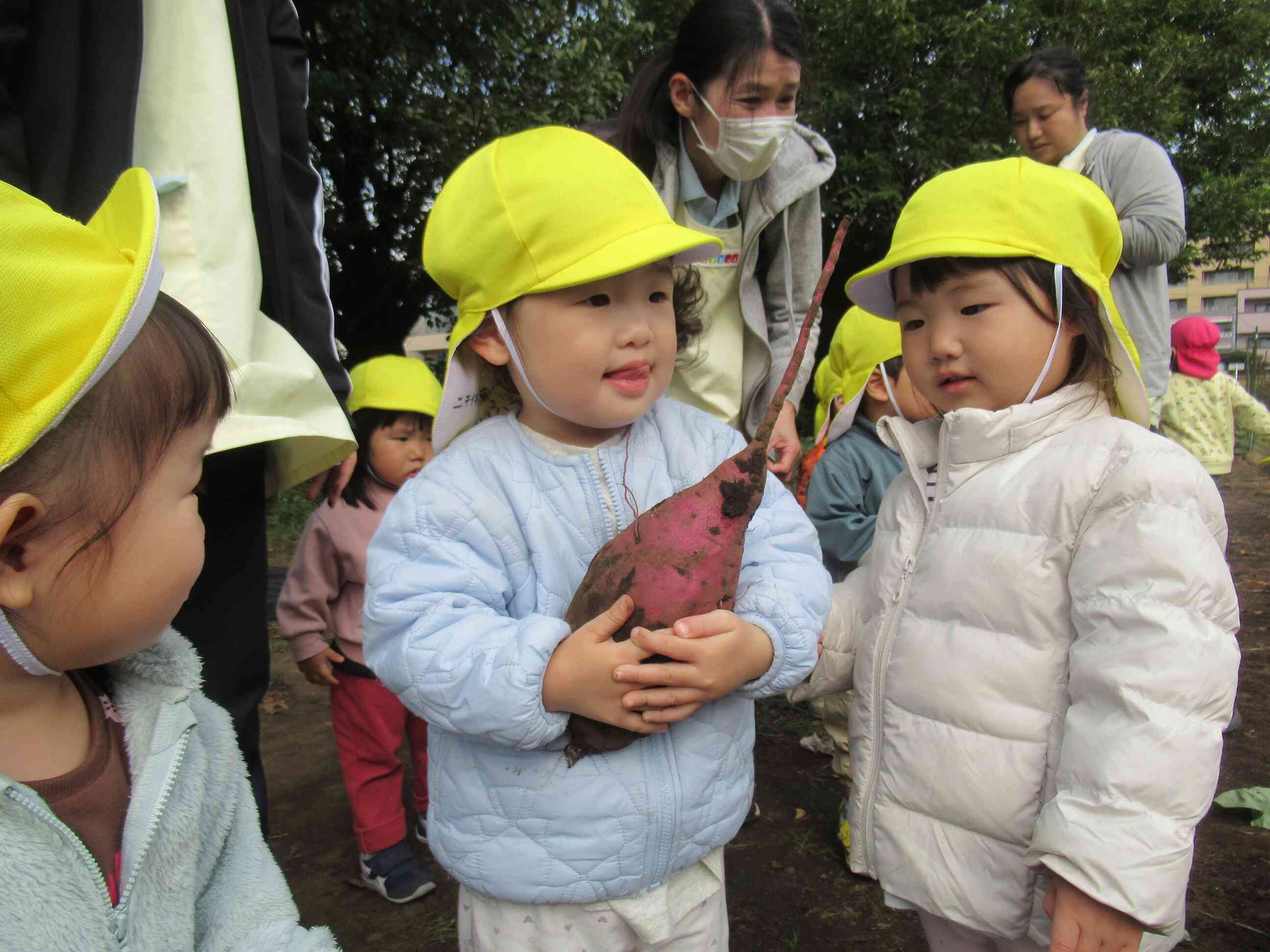 1歳児クラス　お芋堀り見学