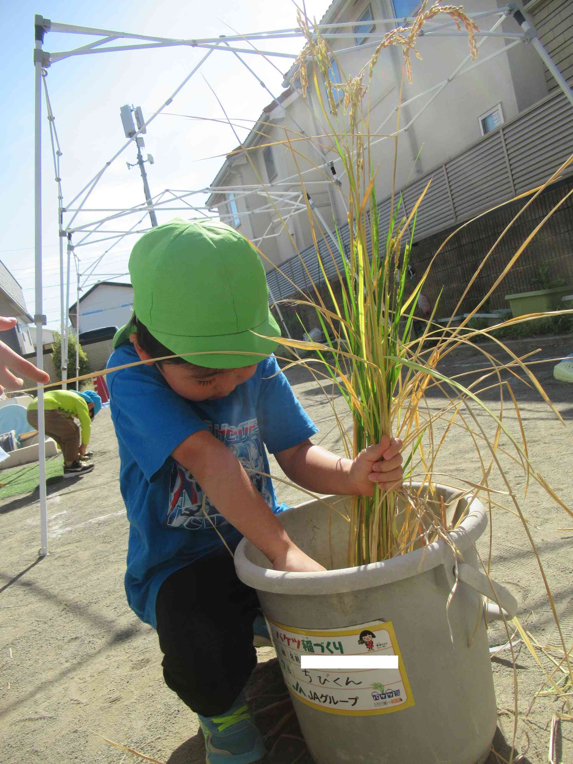 お米の収穫も体験しました！