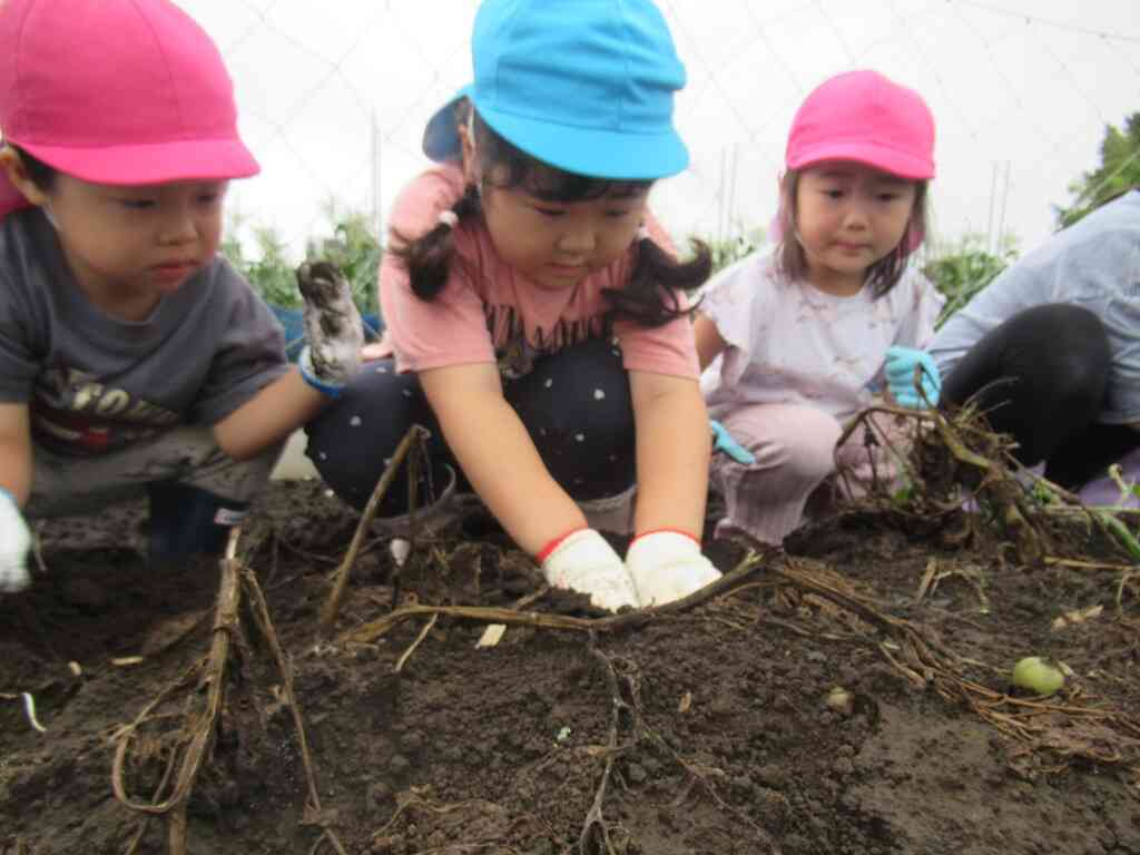 じゃがいも掘り（3～5歳児クラス）