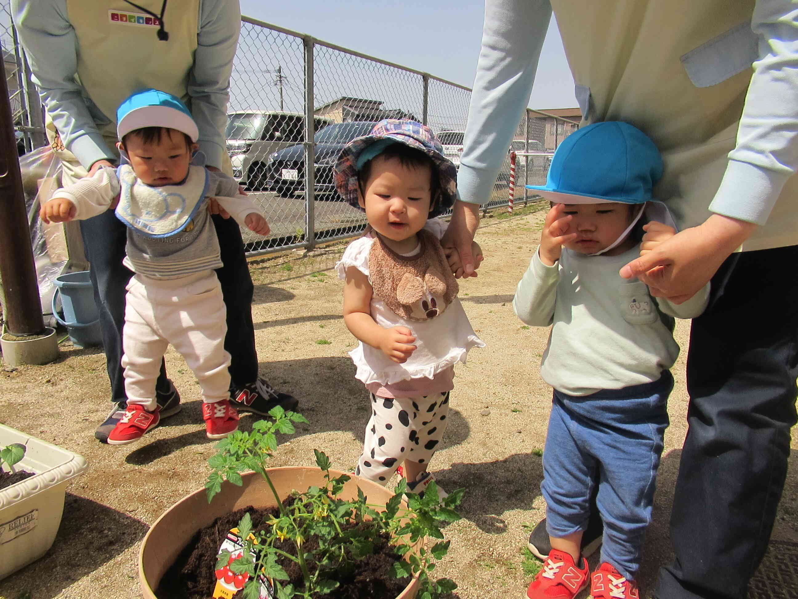 専用、子育て様 野菜の苗植え～ベジタブル♬｜ニチイキッズ長浜保育園｜ニチイキッズ