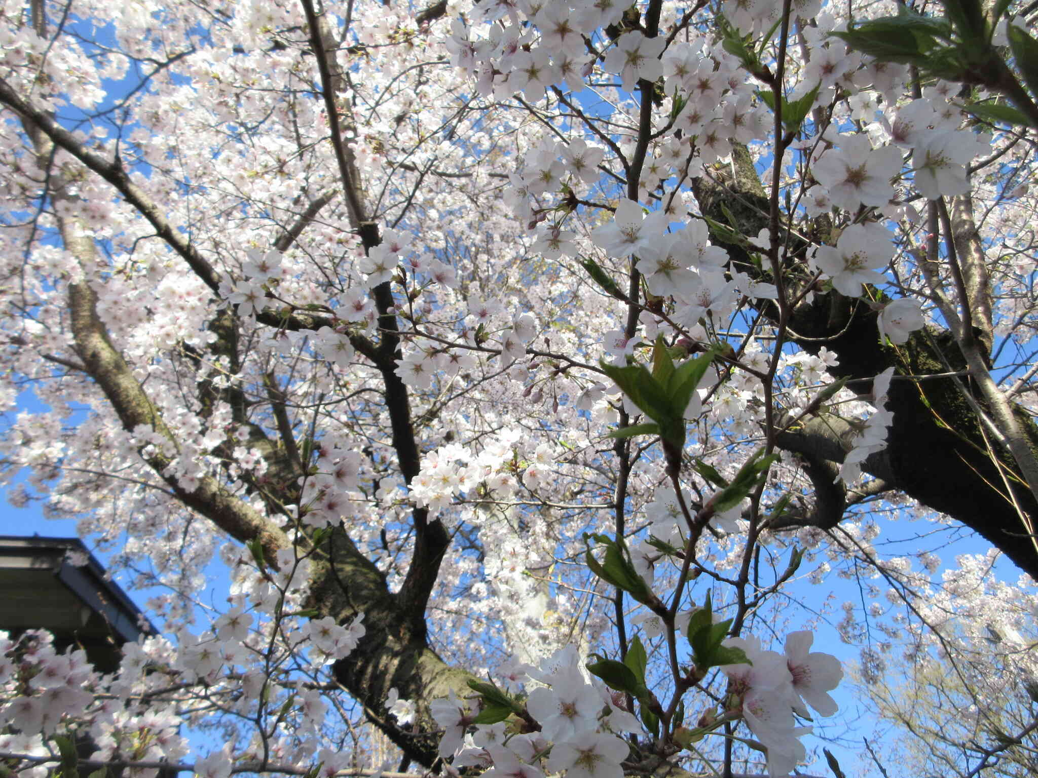 桜が満開！