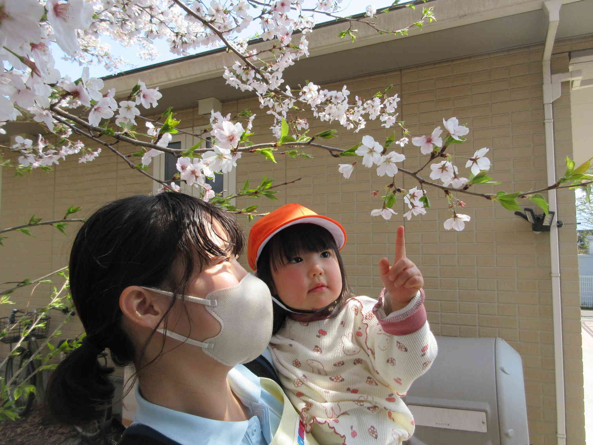わあ‼これが桜だね！