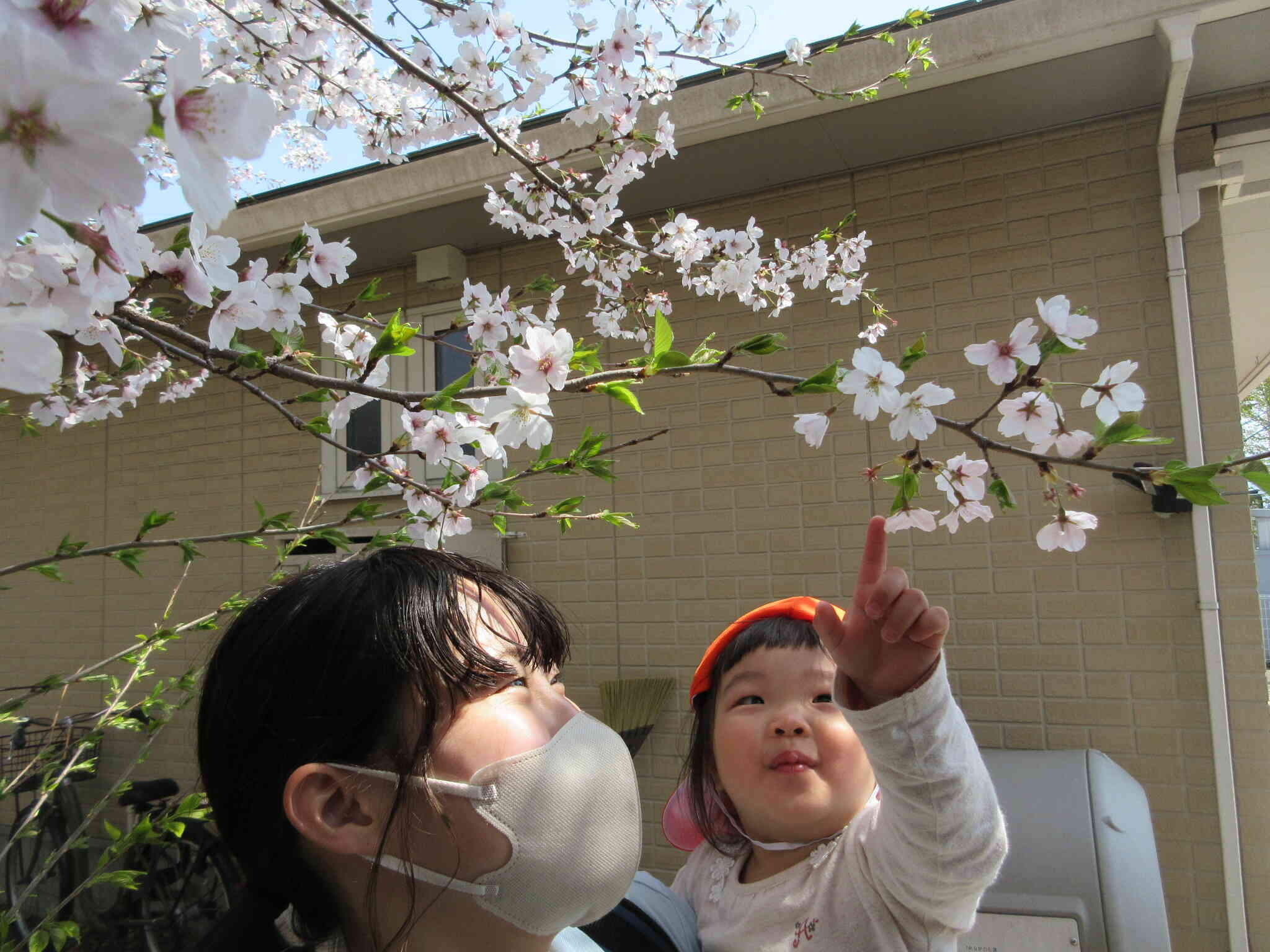 桜、きれいだね。