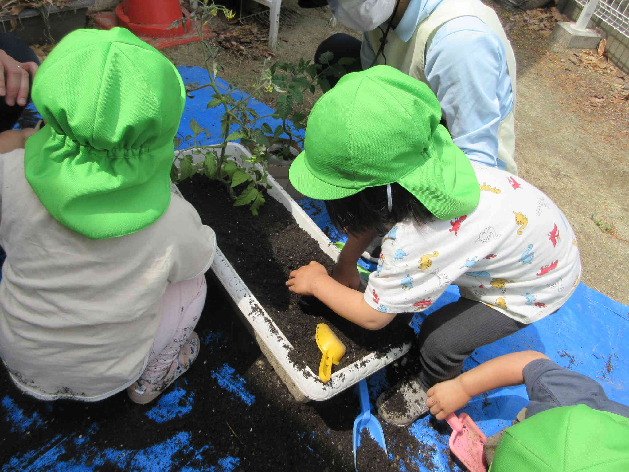 苗を植えよう！