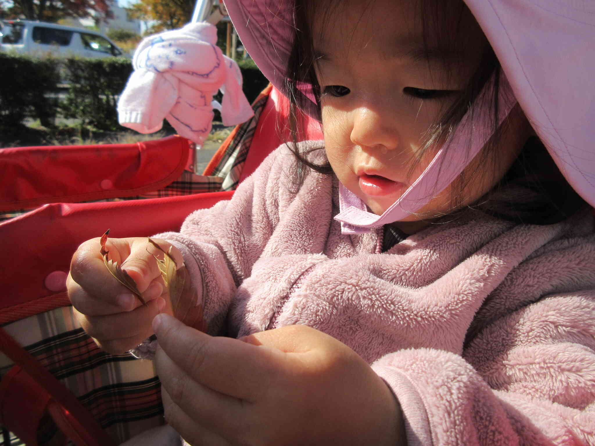 葉っぱをじっくり見てみよう。触ってみると硬いね。