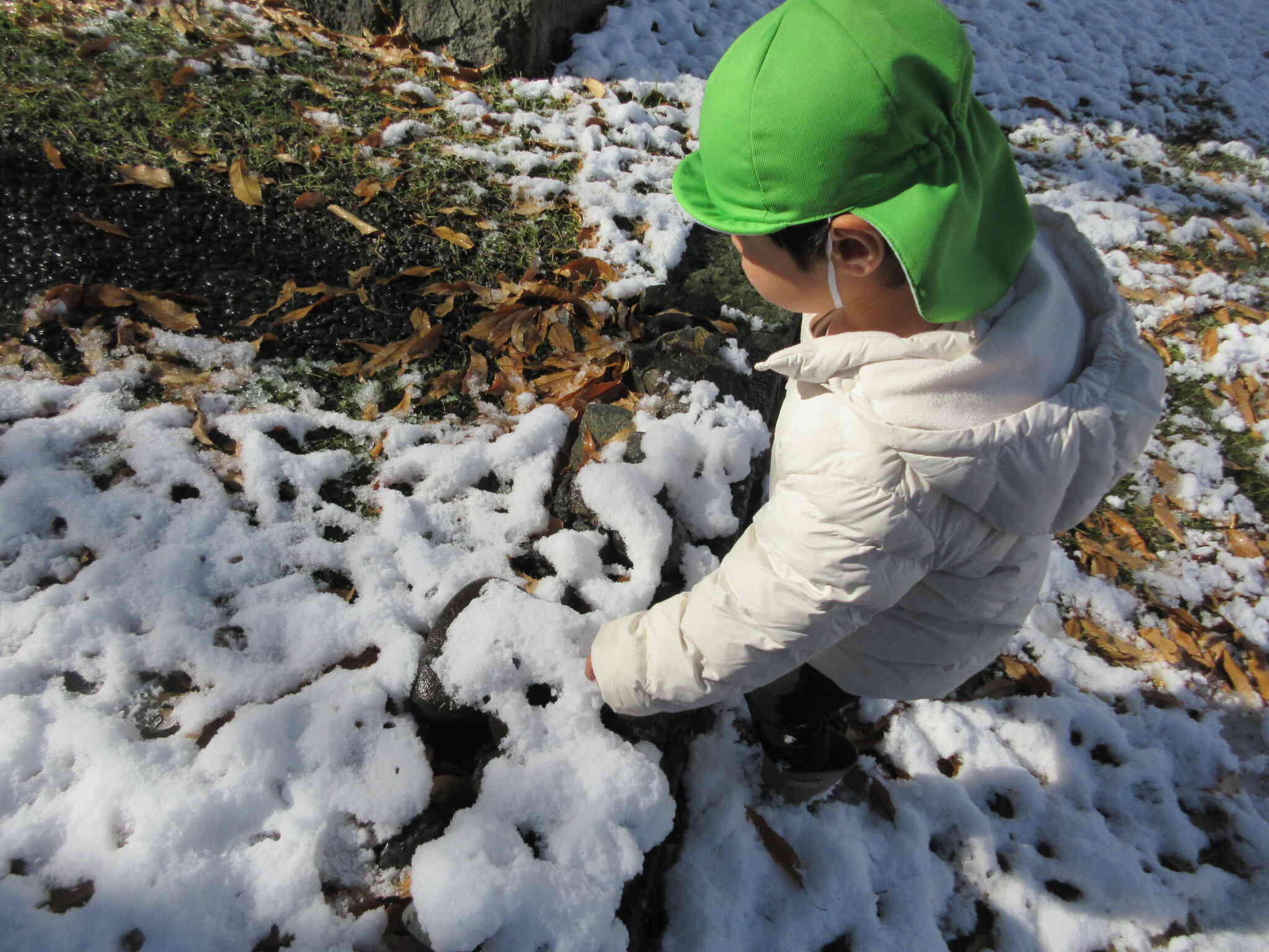 木の根っこにも雪がついてるね。またげるかな？