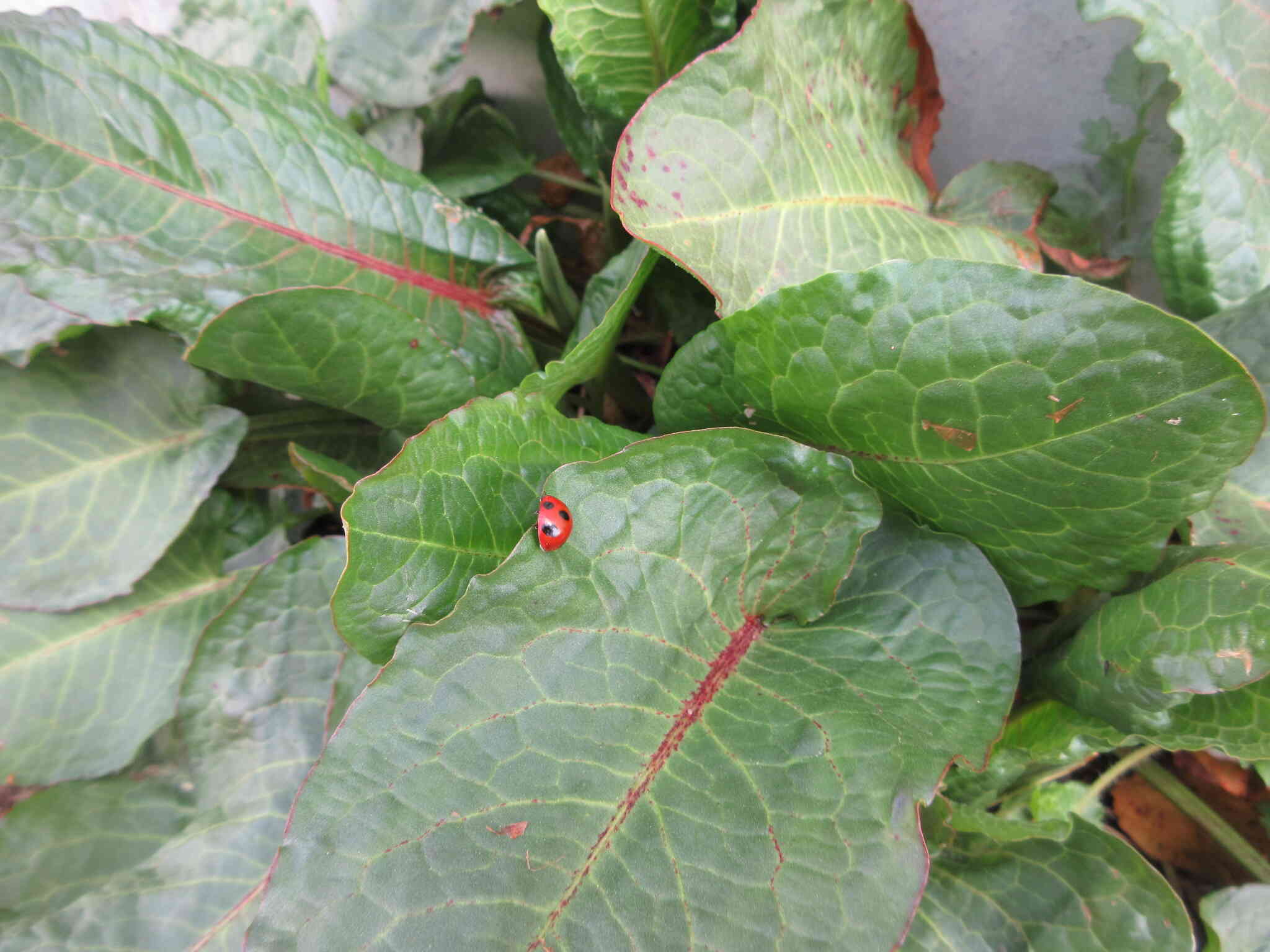 春を見つけたよ！