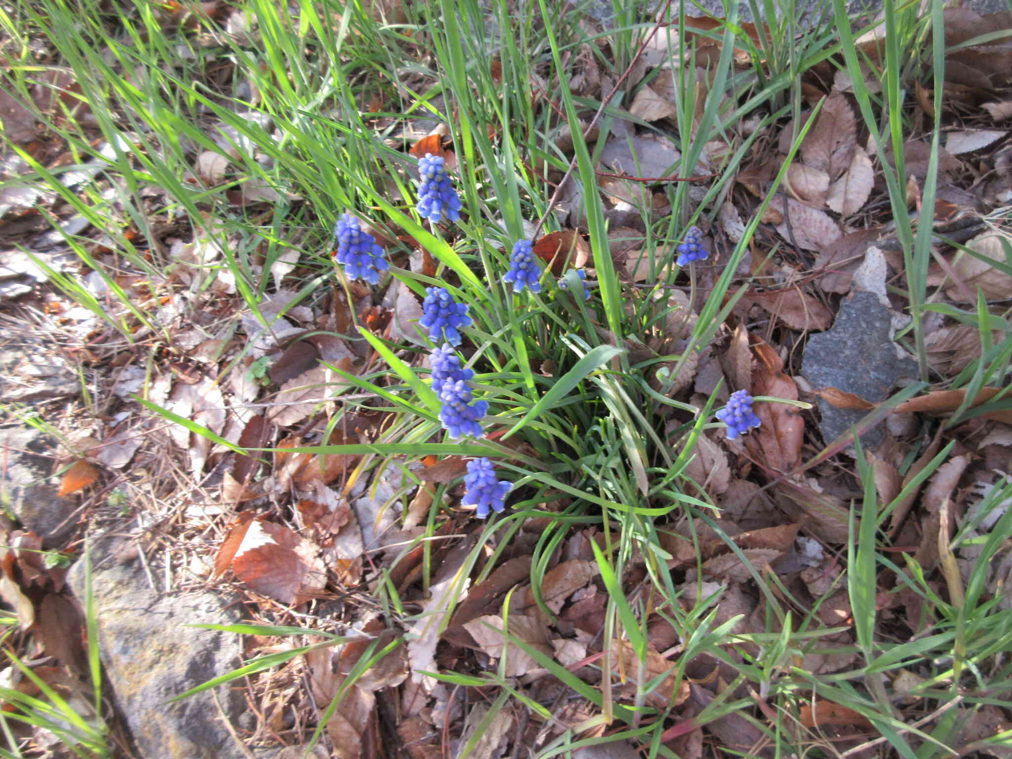 おはな、きれいだね！