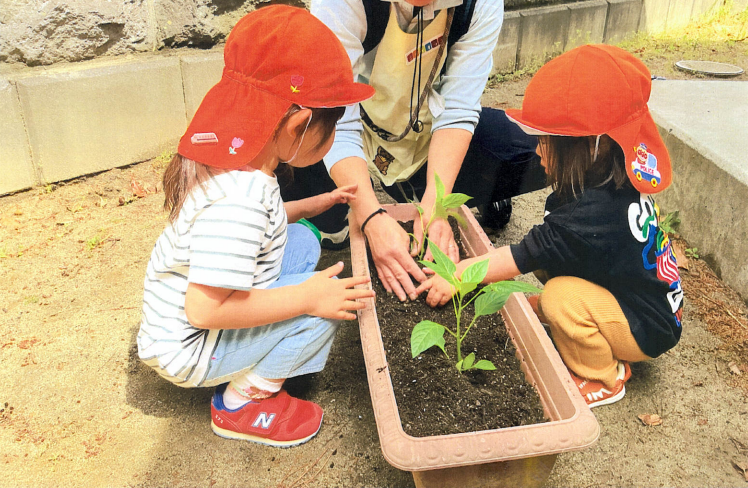 ピーマンの苗を植えたよ！